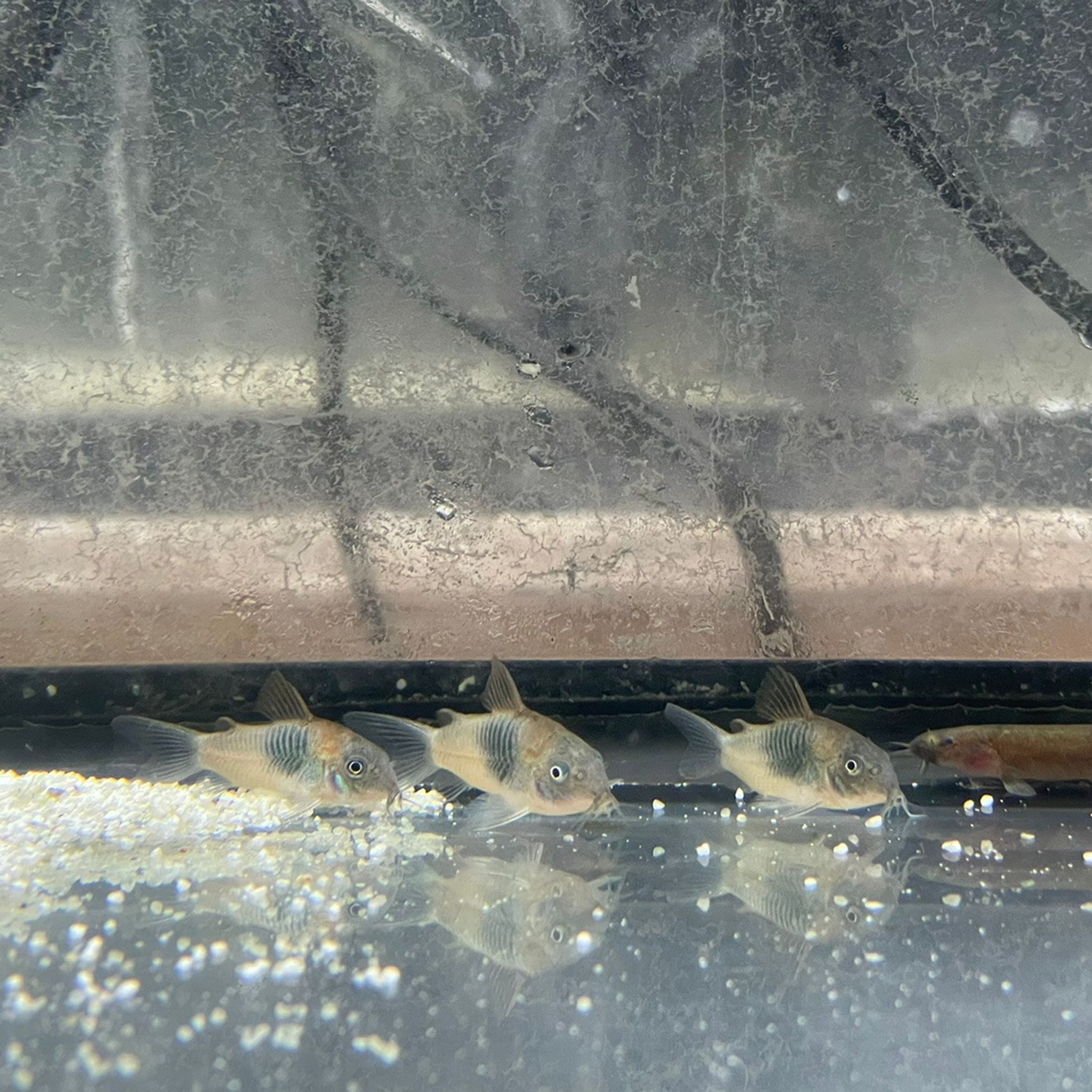 Orange Venezuelan Cory Cat