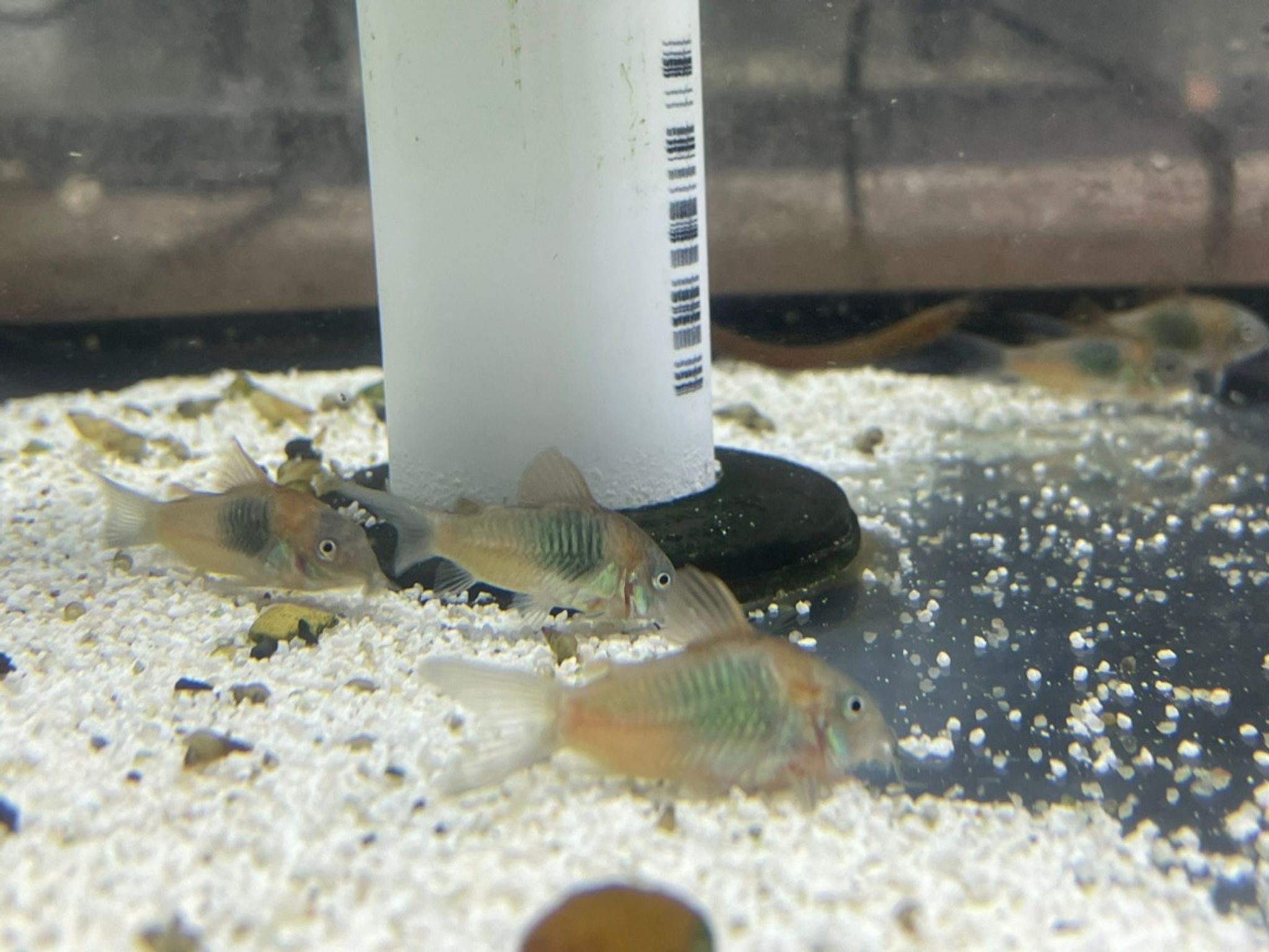 Orange Venezuelan Cory Cat