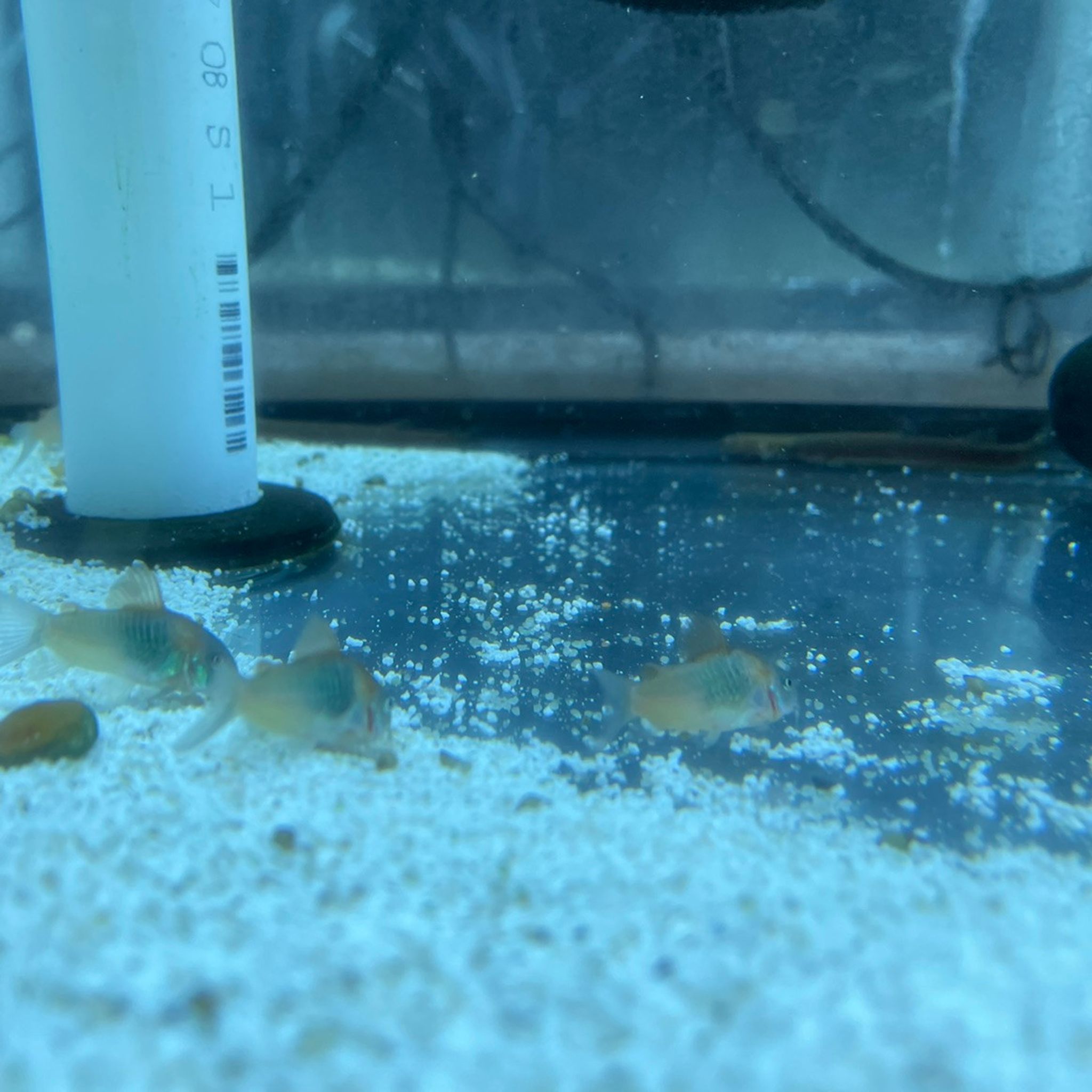 Orange Venezuelan Cory Cat