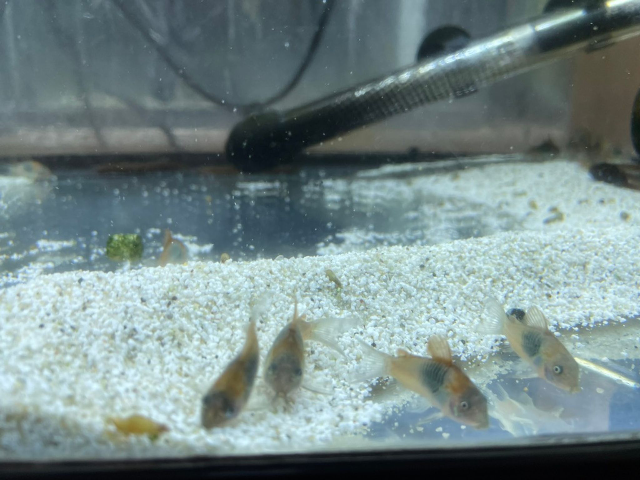 Orange Venezuelan Cory Cat