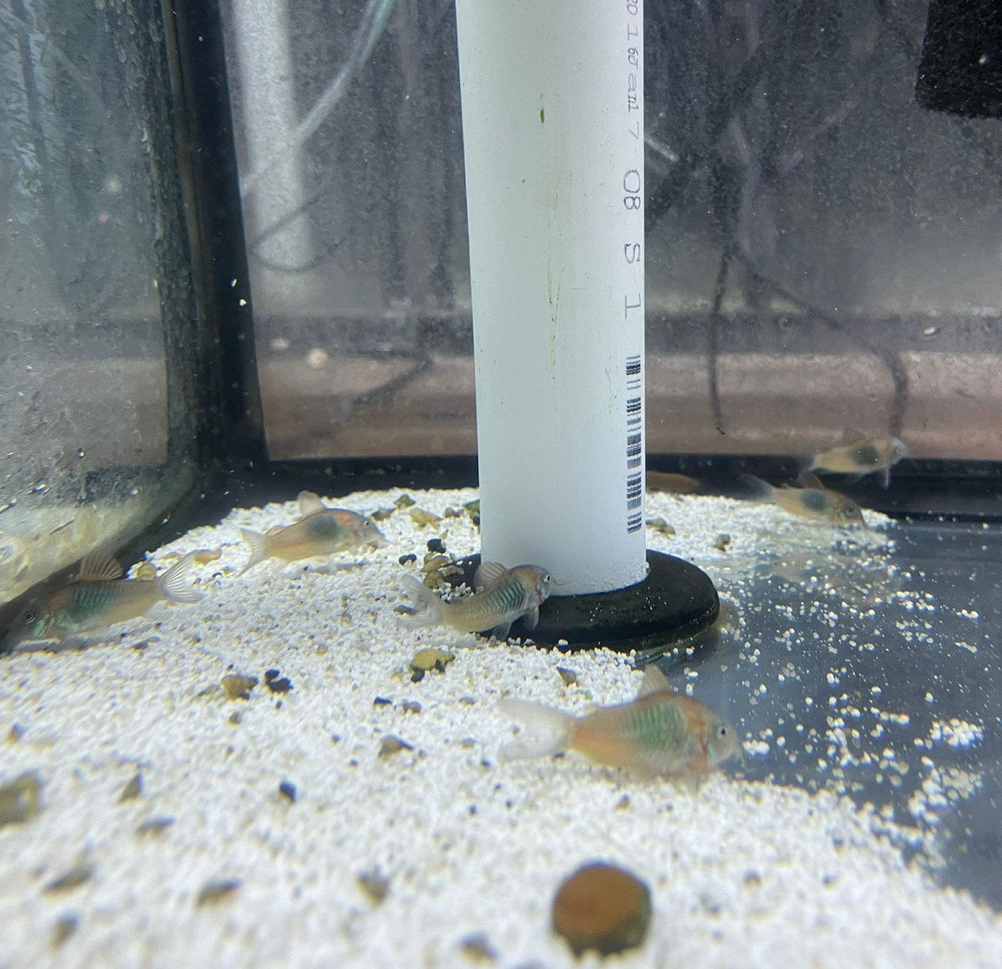 Orange Venezuelan Cory Cat