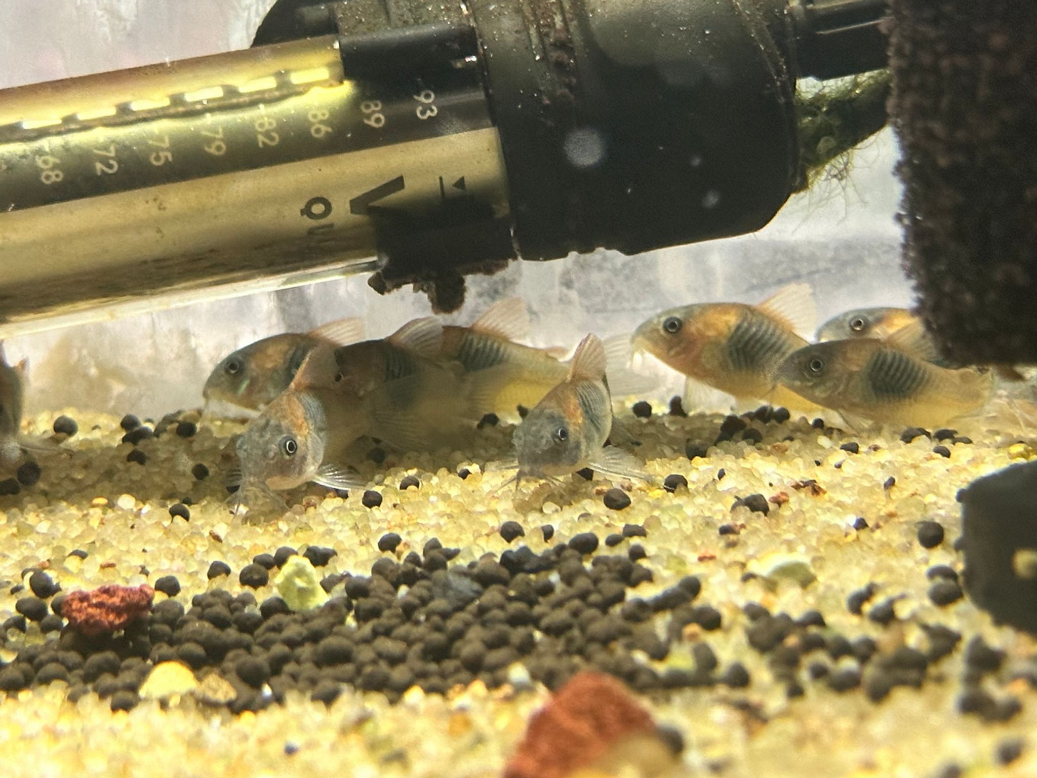Orange Venezuelan Corydoras