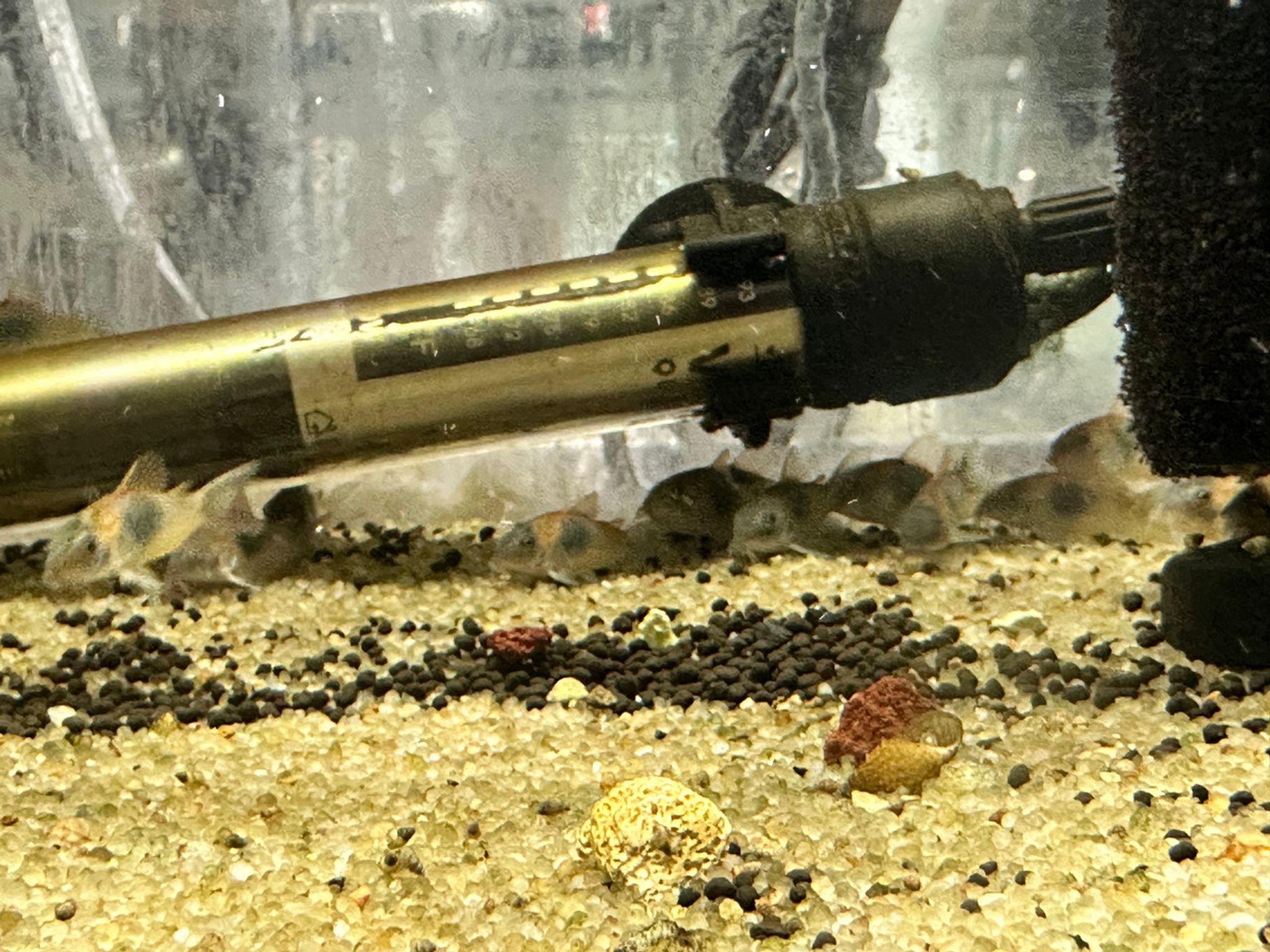 Orange Venezuelan Corydoras