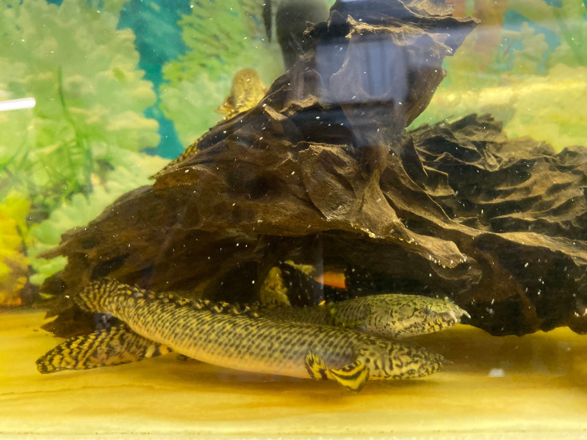 Ornate Bichir - Small