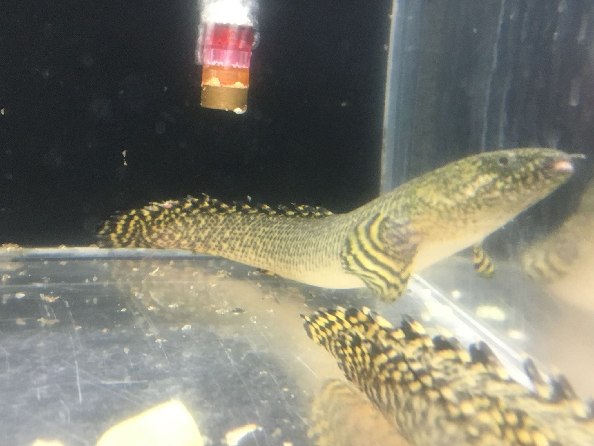 Ornate Bichir