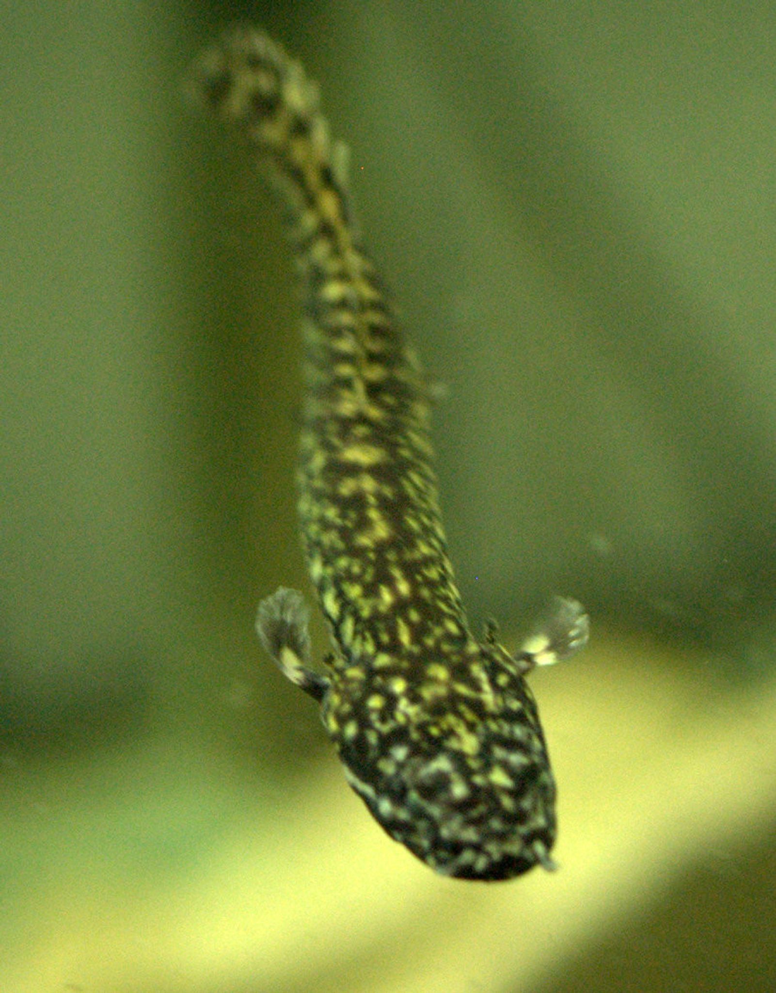 Ornate Bichir