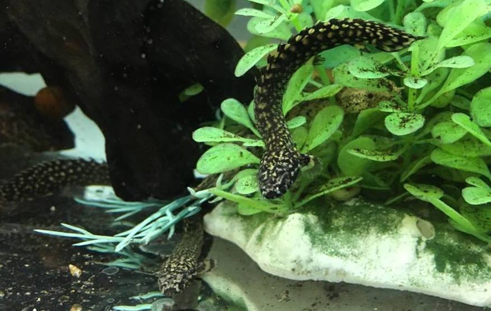 Ornate Bichir