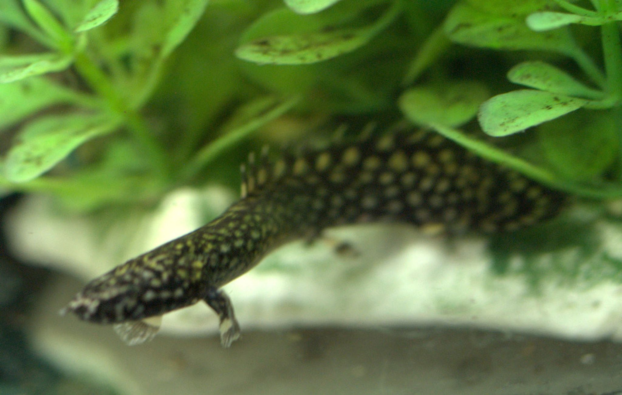 Ornate Bichir