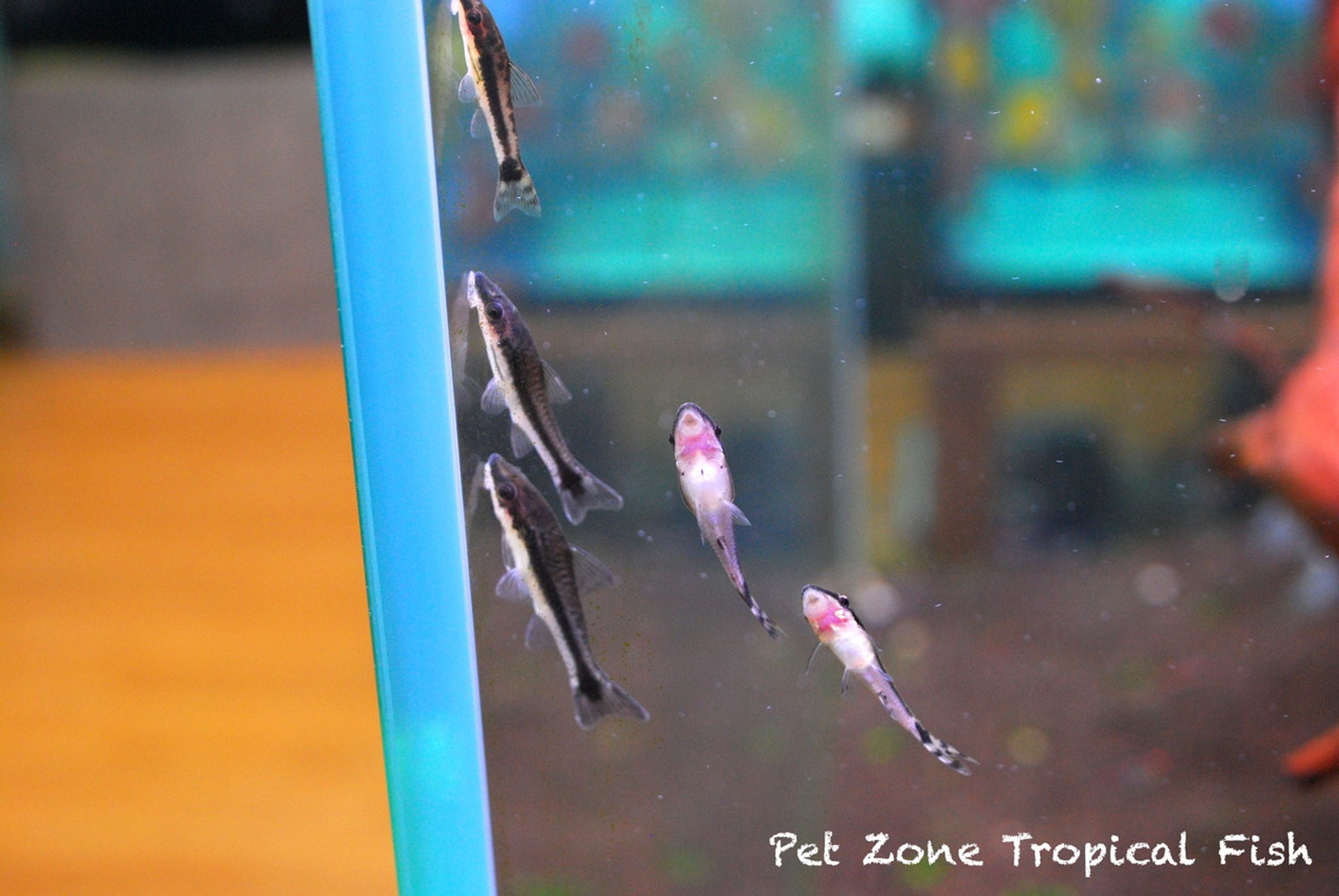 Otocinclus Catfish