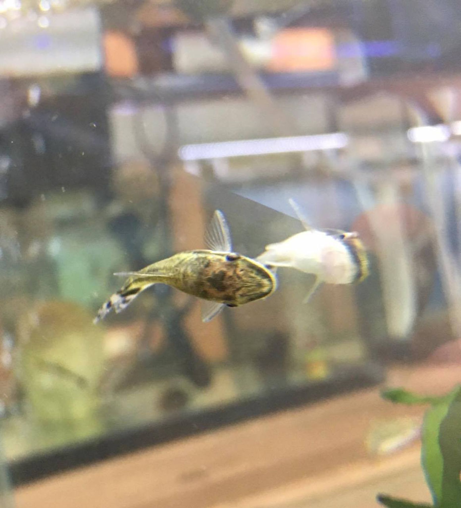 Otocinclus Catfish