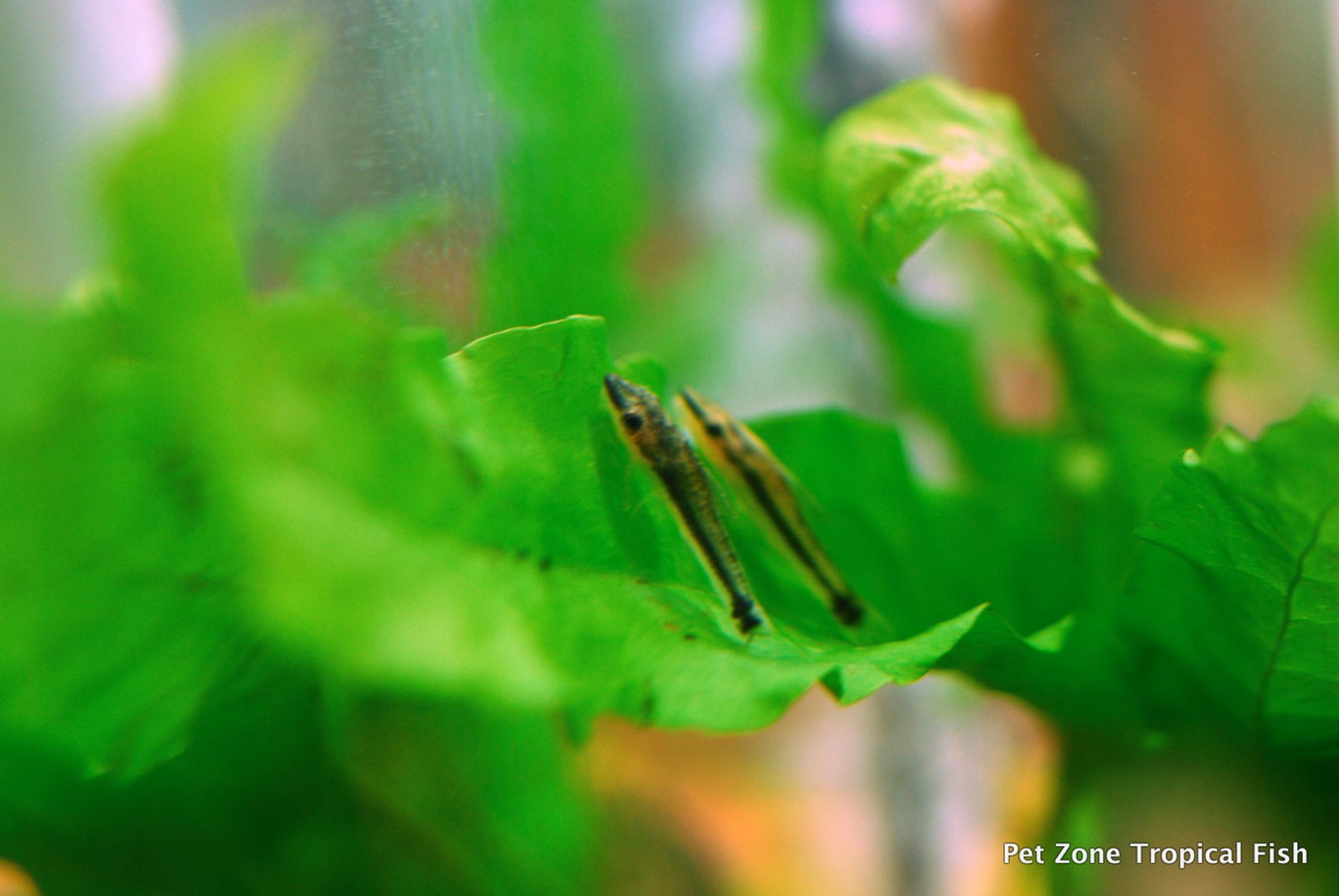 Otocinclus Catfish