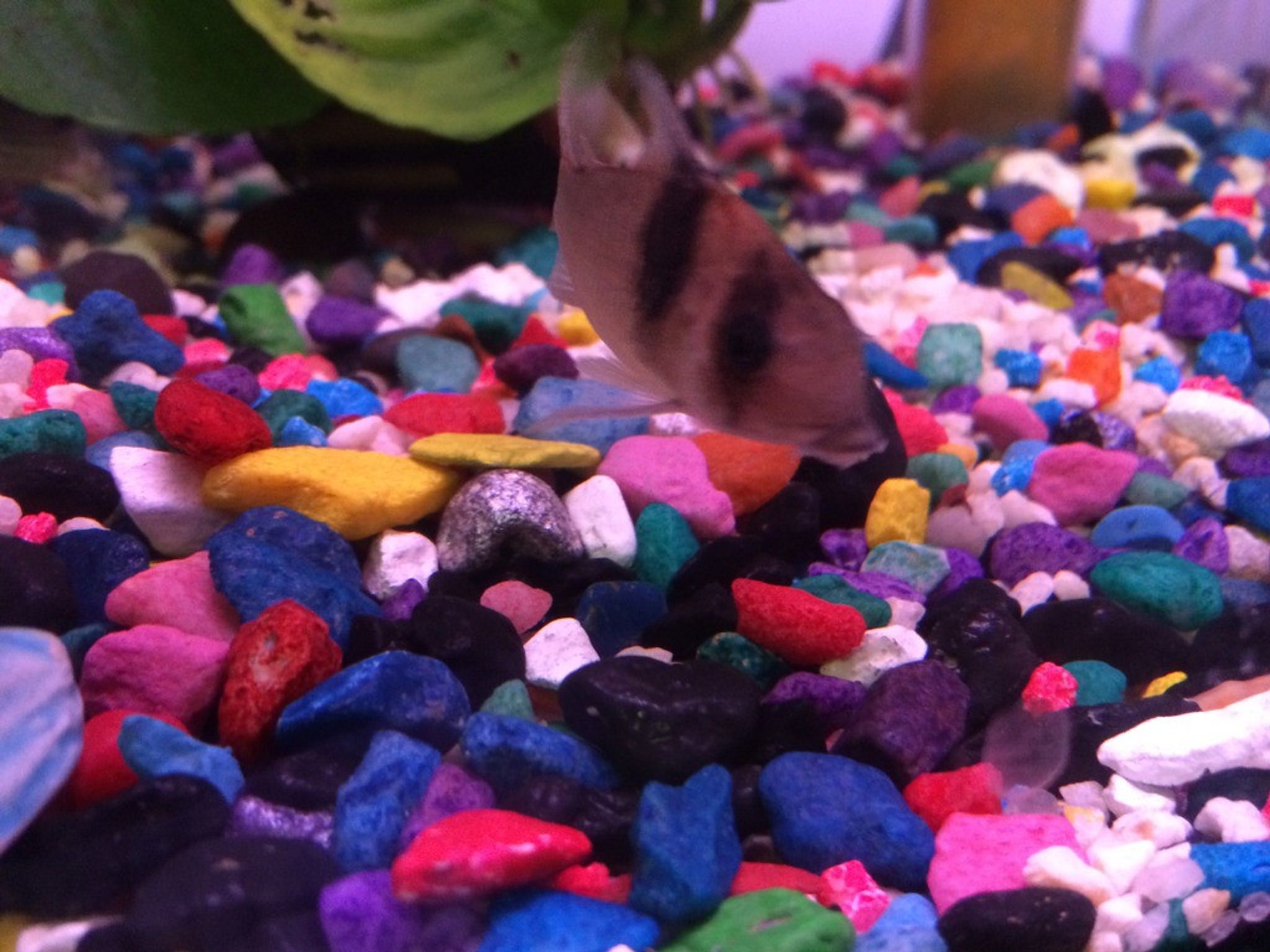 Panda Cory Cat