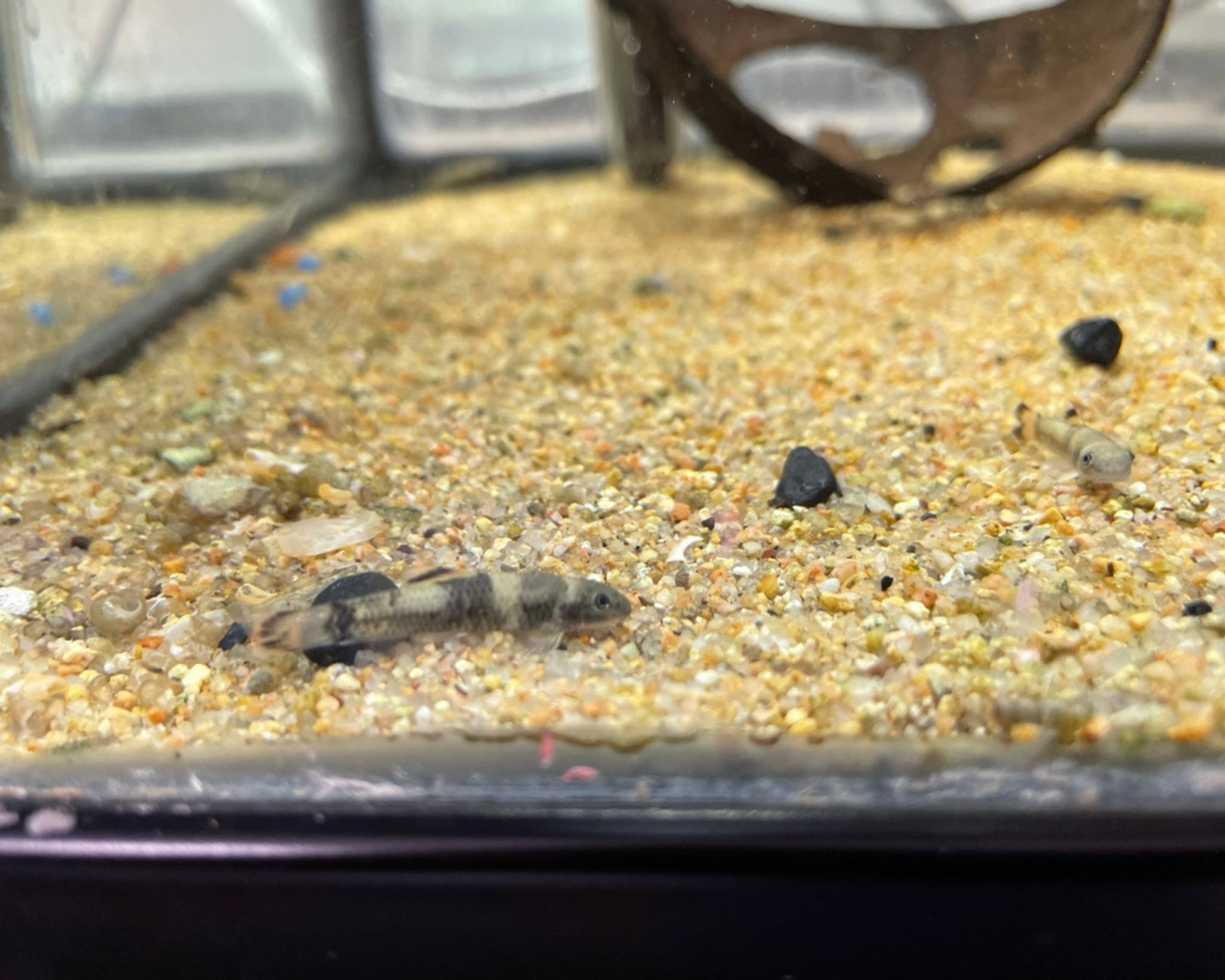 Panda Garra Small