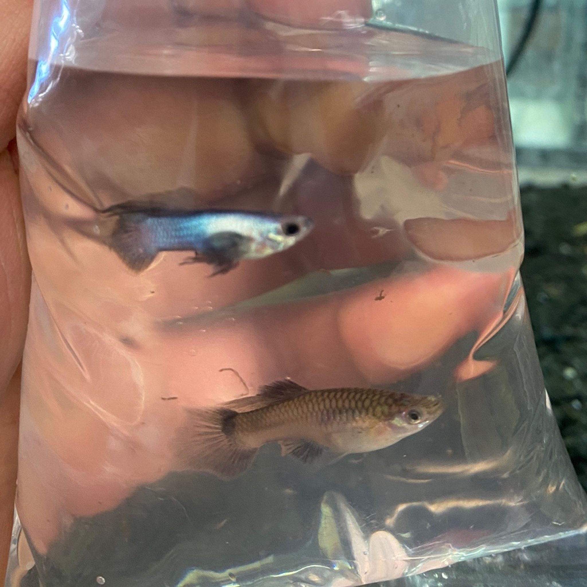 Panda Guppy Pair