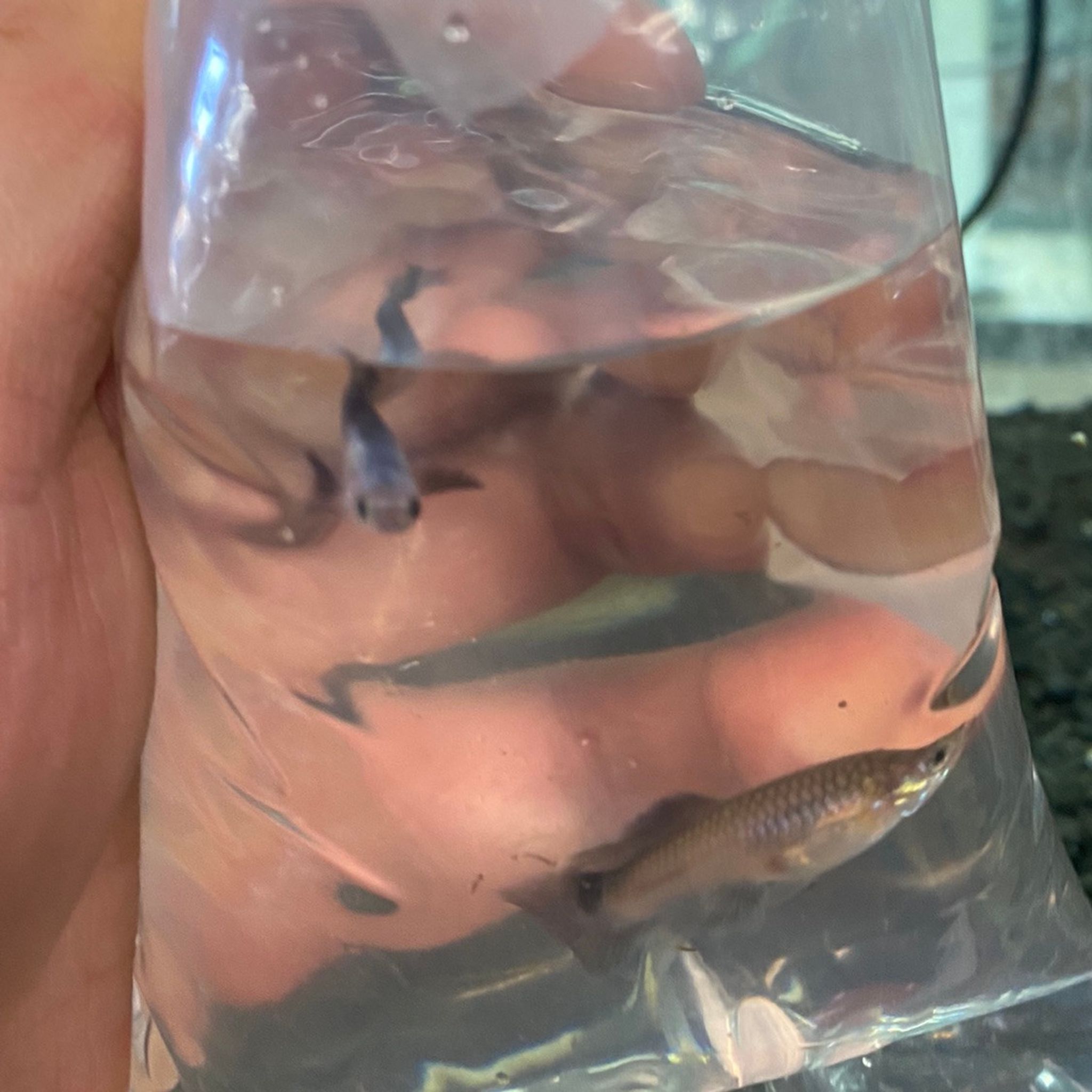 Panda Guppy Pair