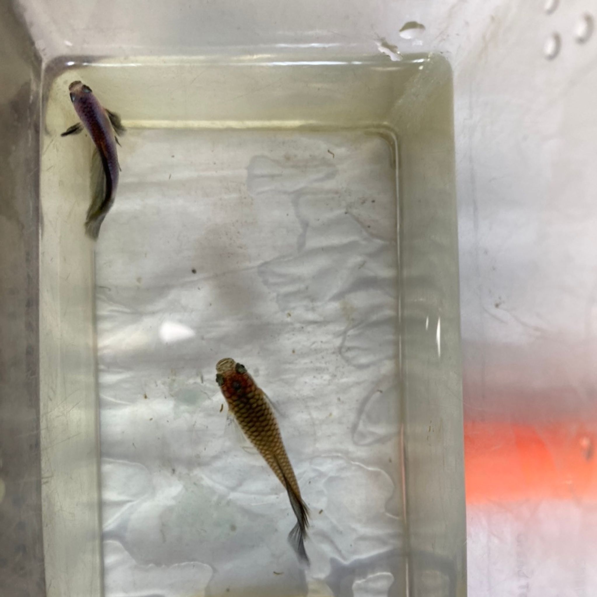 Panda Guppy Pair