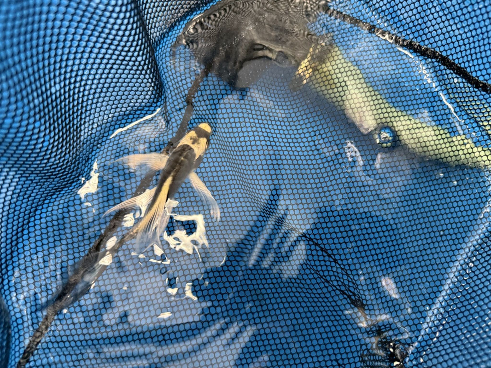 Panda Koi Fish
