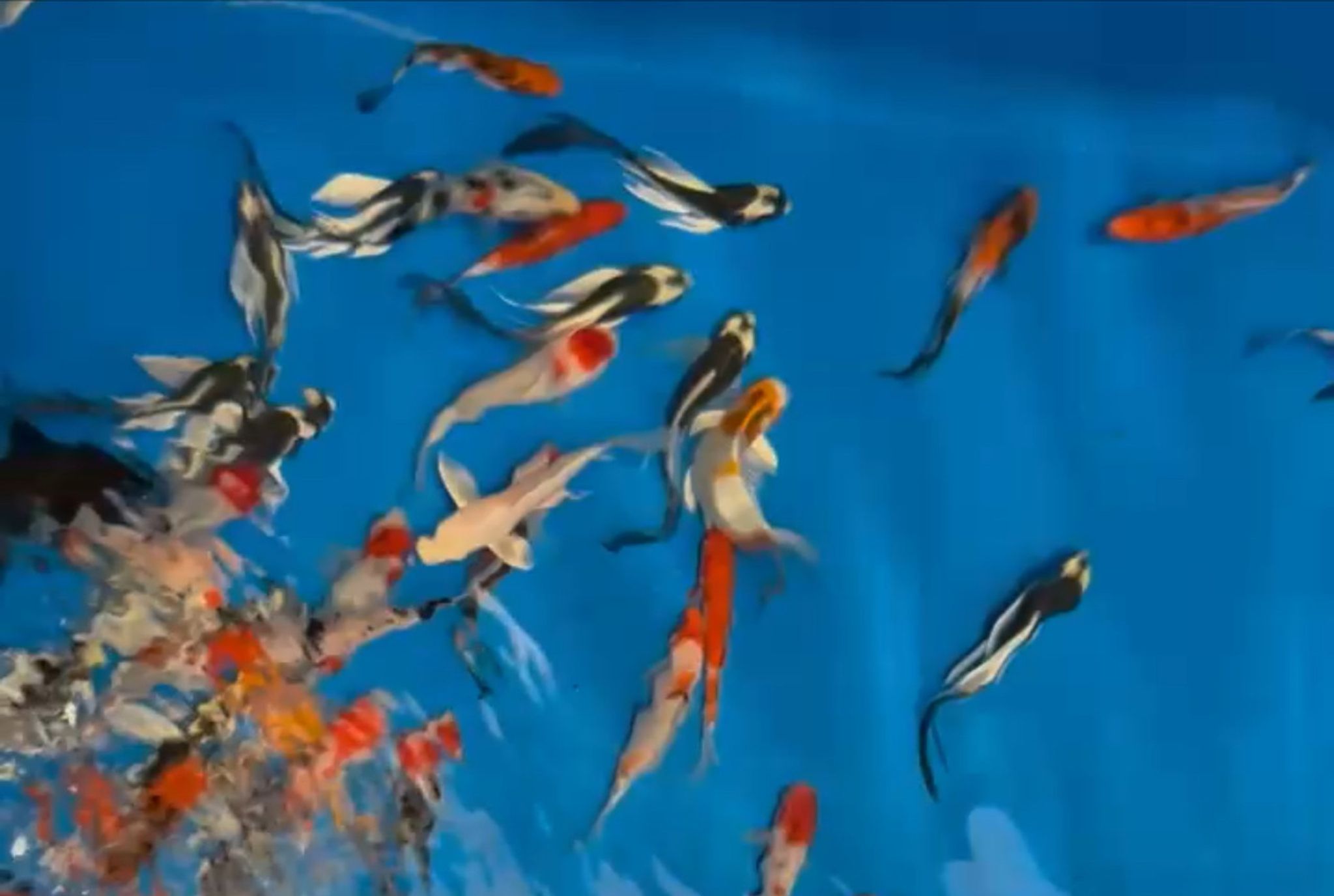 Panda Koi Fish