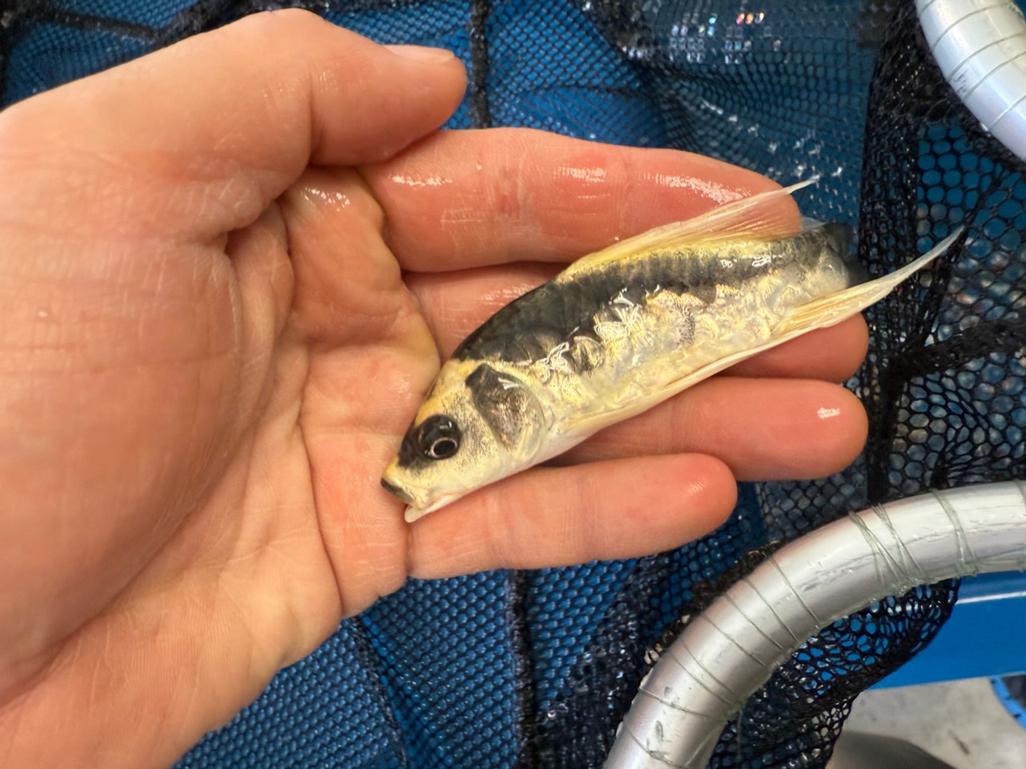 Panda Koi Fish