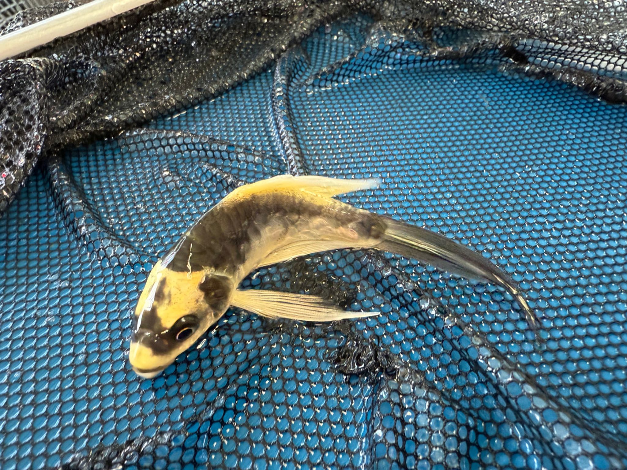 Panda Koi Fish