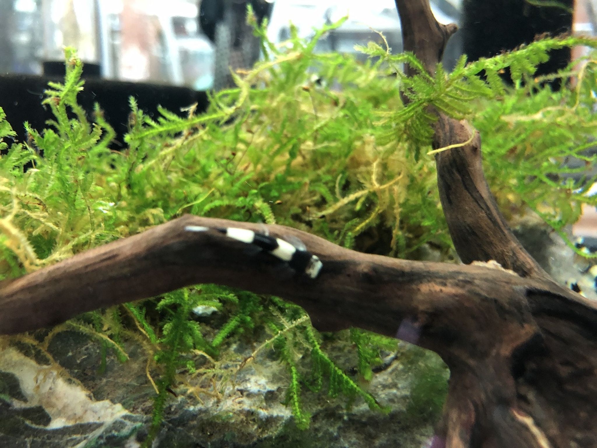 Panda Loach