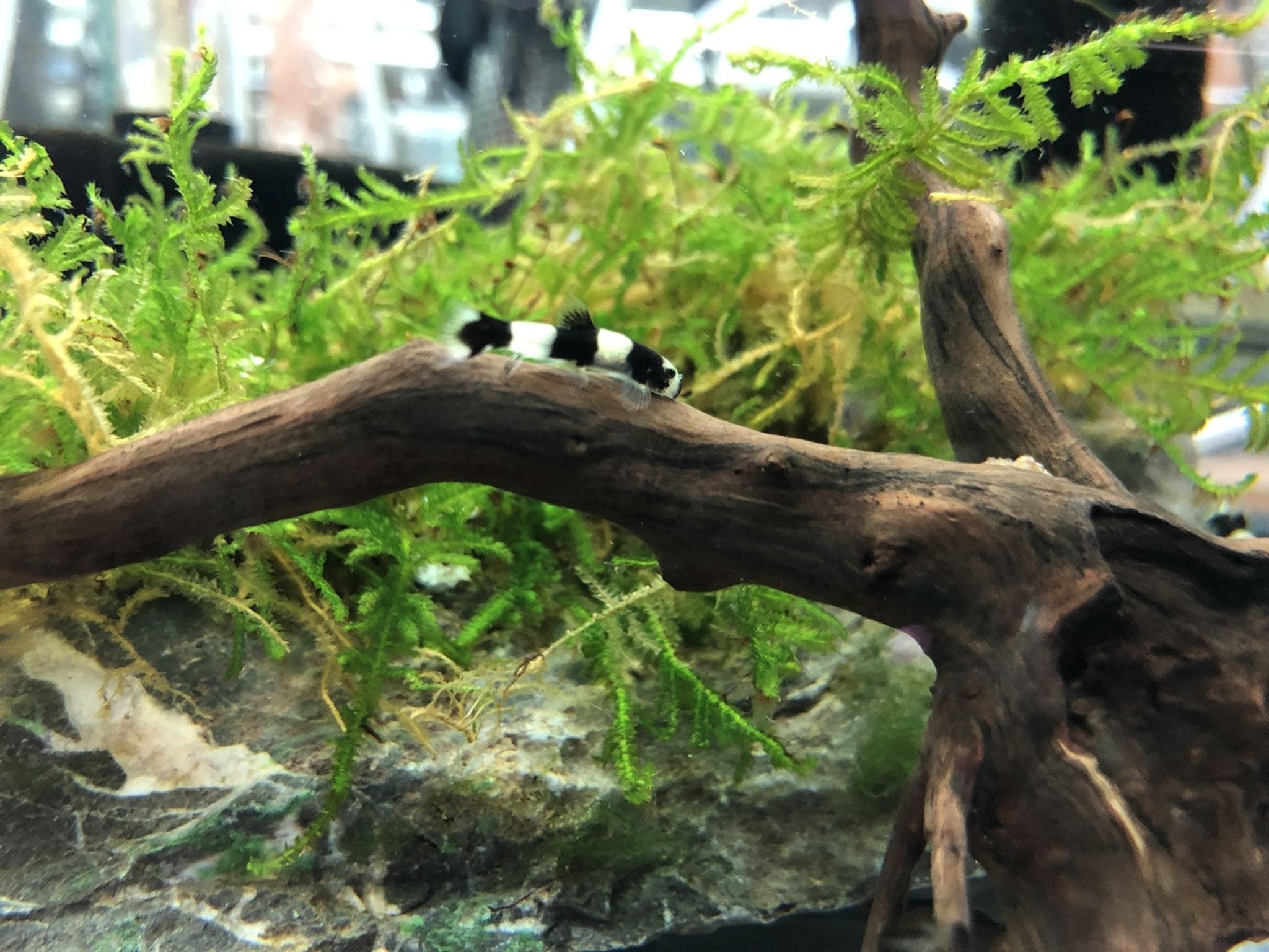 Panda Loach