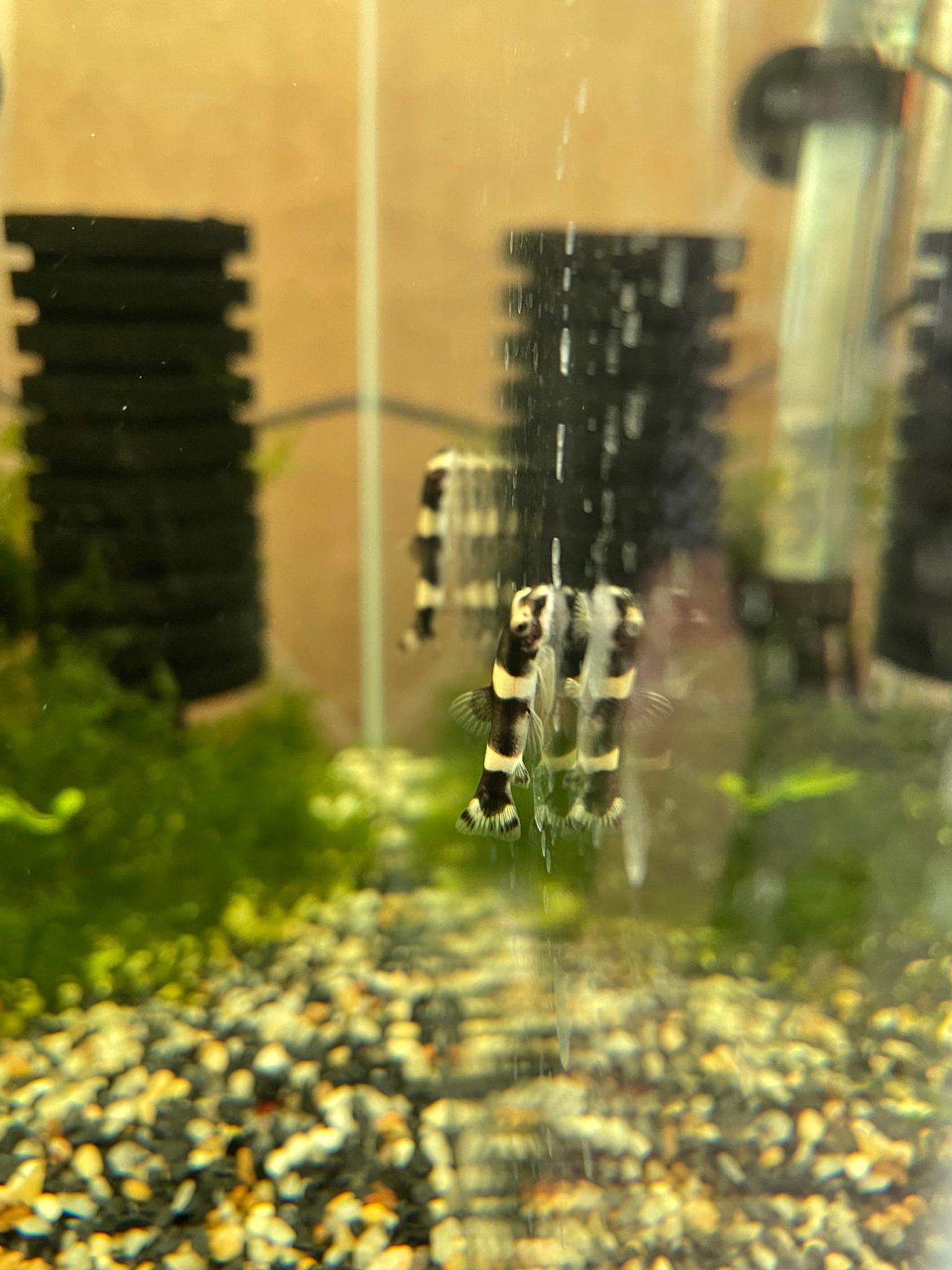 Panda Loach
