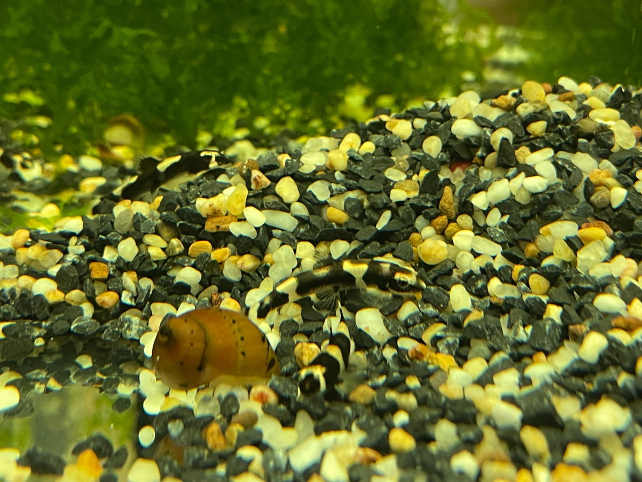 Panda Loach