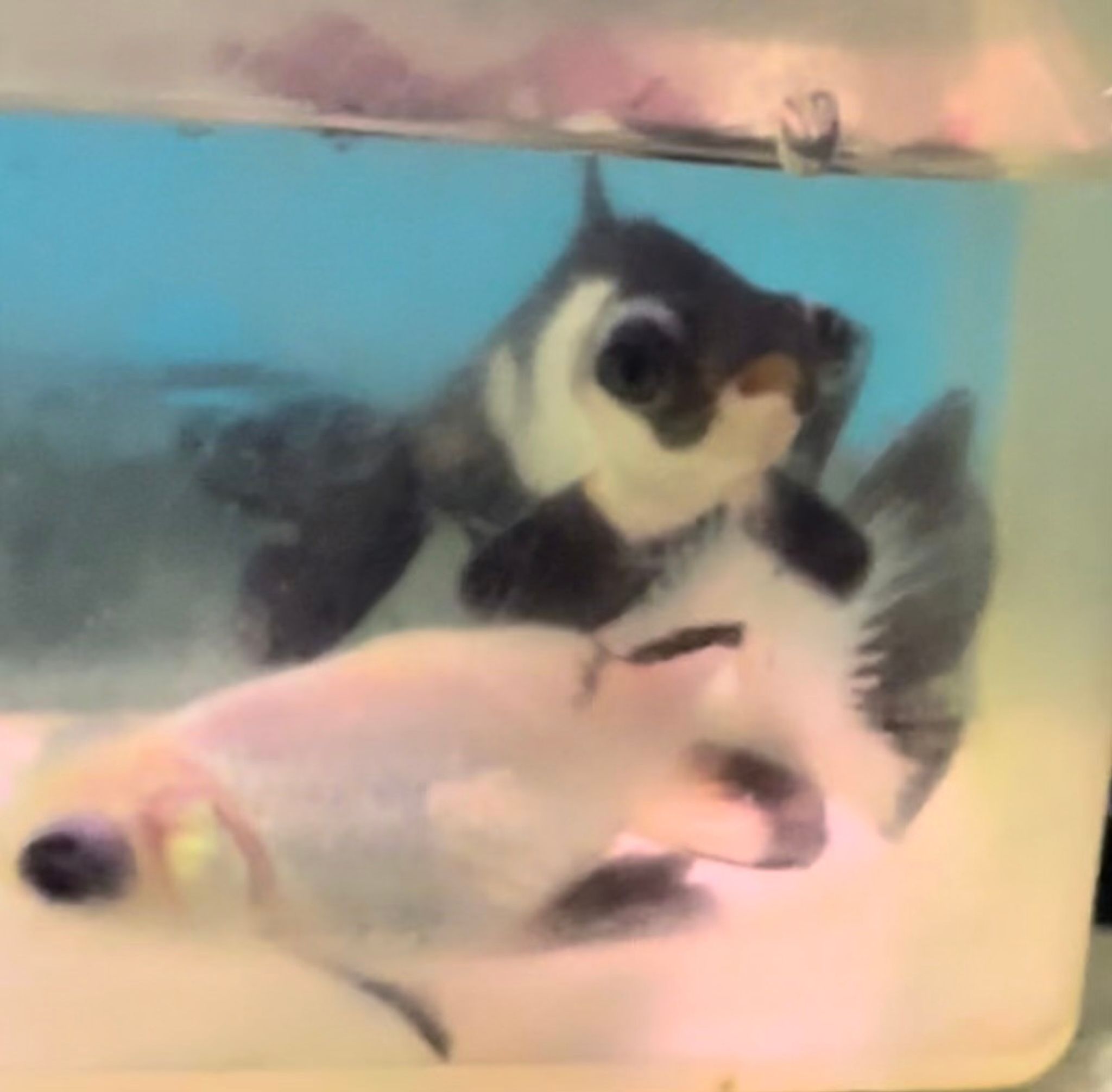 Panda Moor Goldfish
