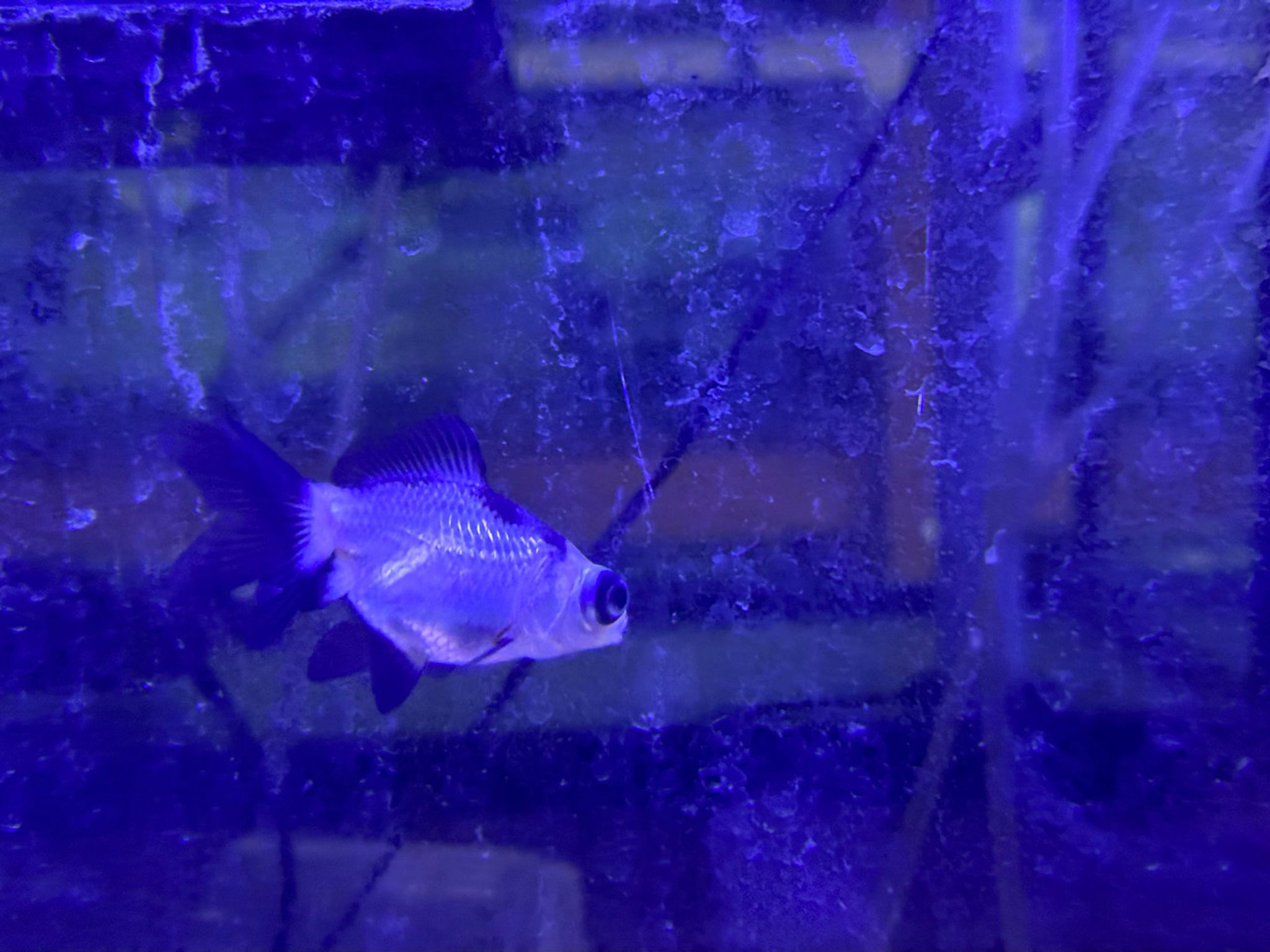 Panda Moor Goldfish