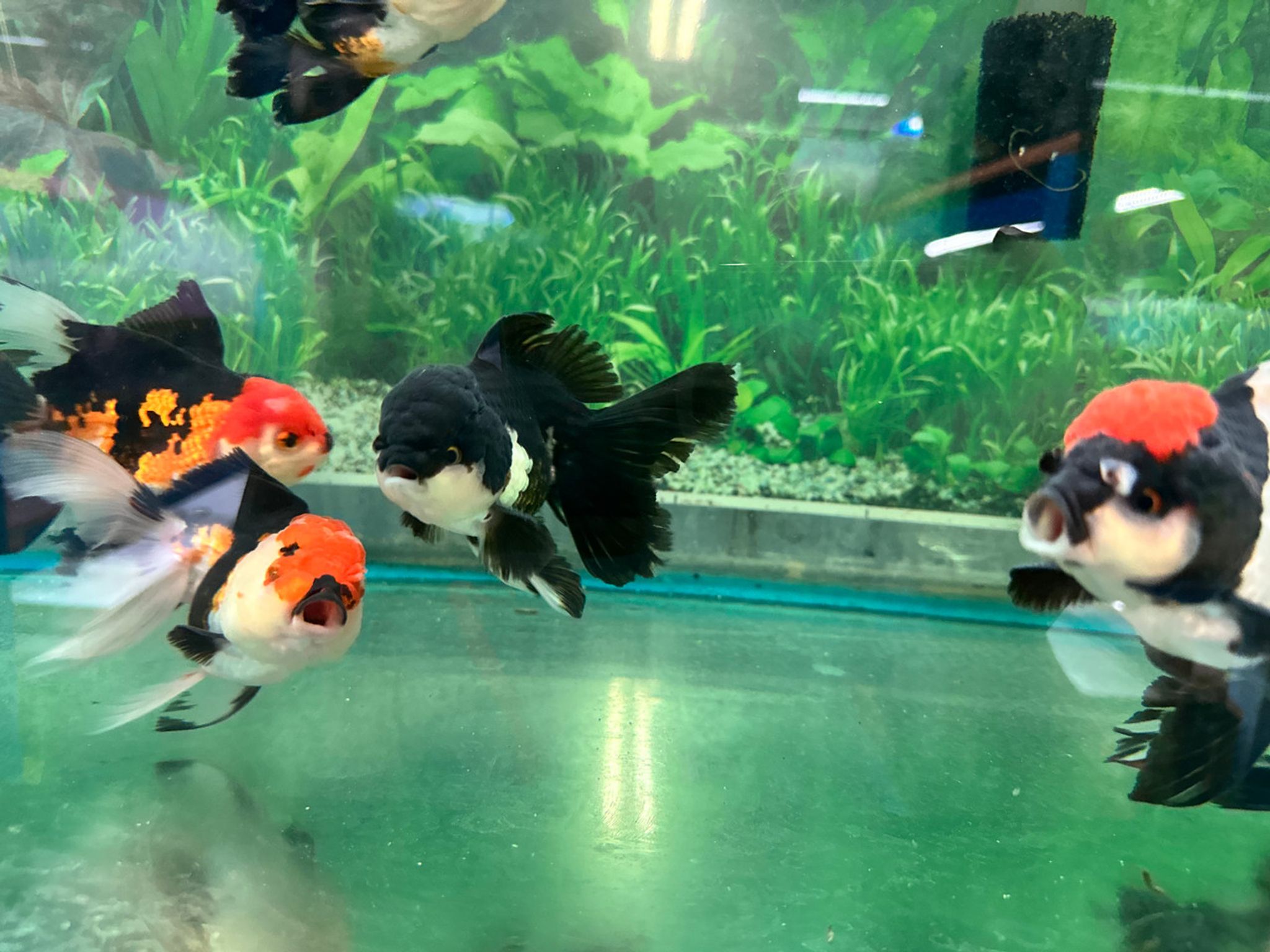 Panda Oranda
