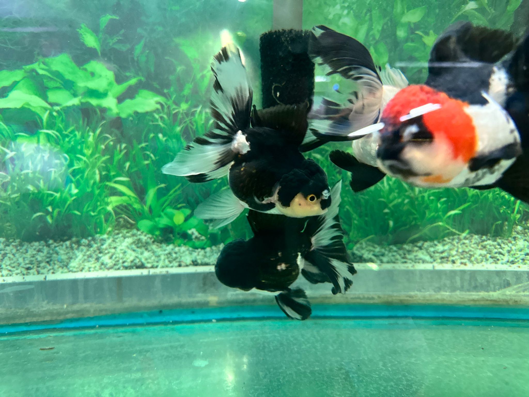 Panda Oranda