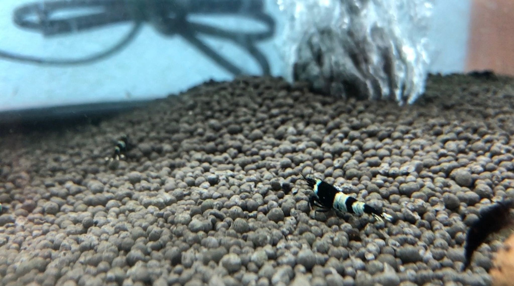 Panda Shrimp