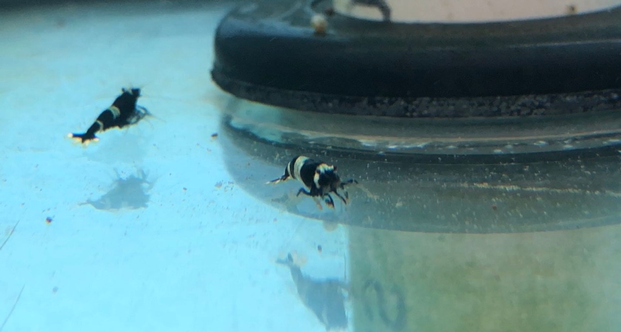 Panda Shrimp
