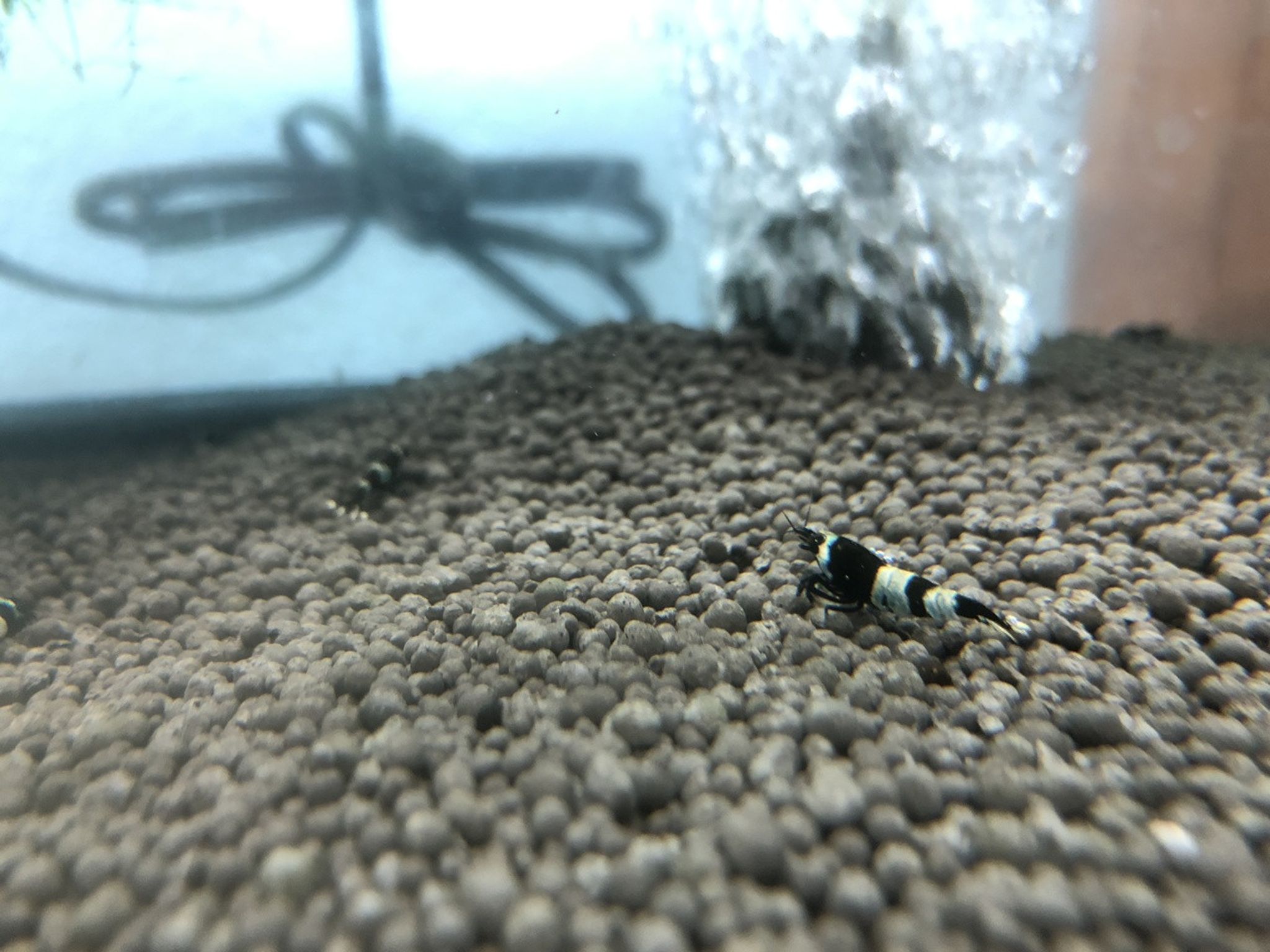 Panda Shrimp