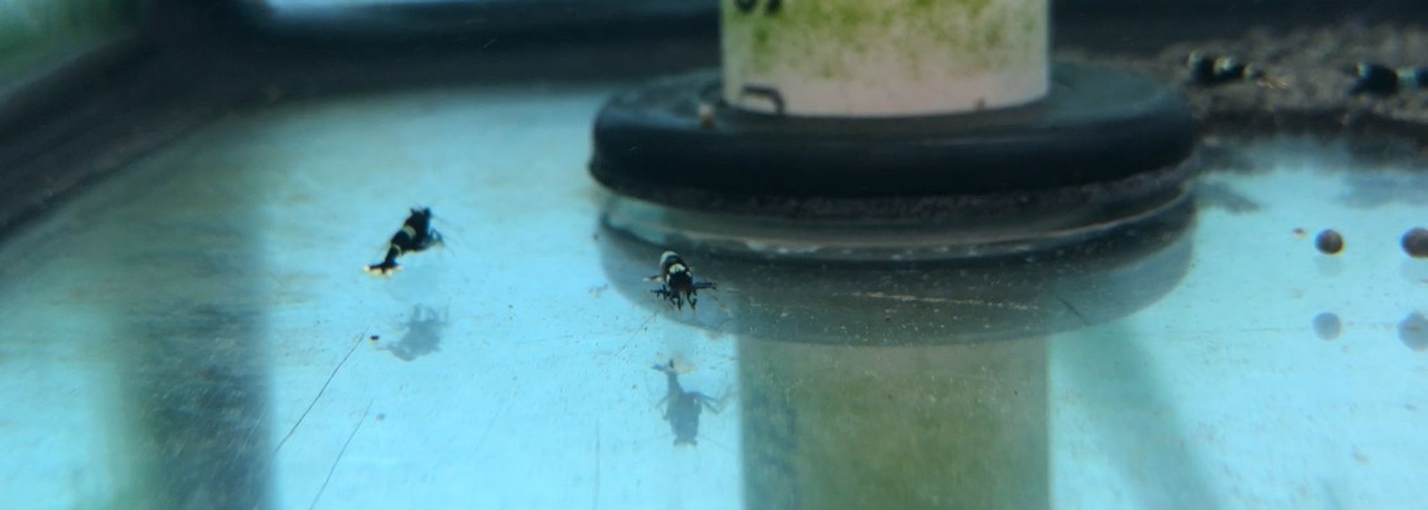 Panda Shrimp