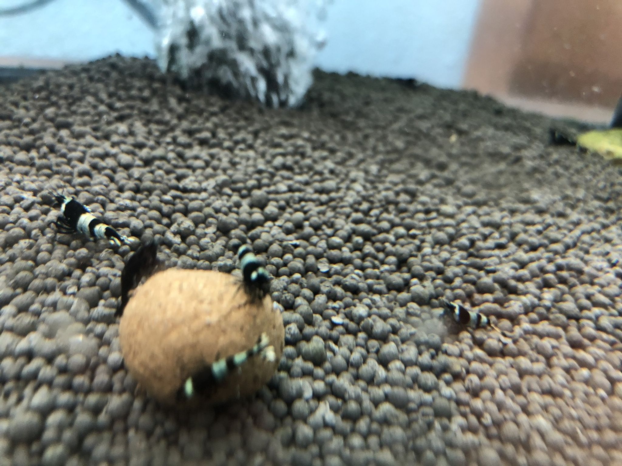 Panda Shrimp