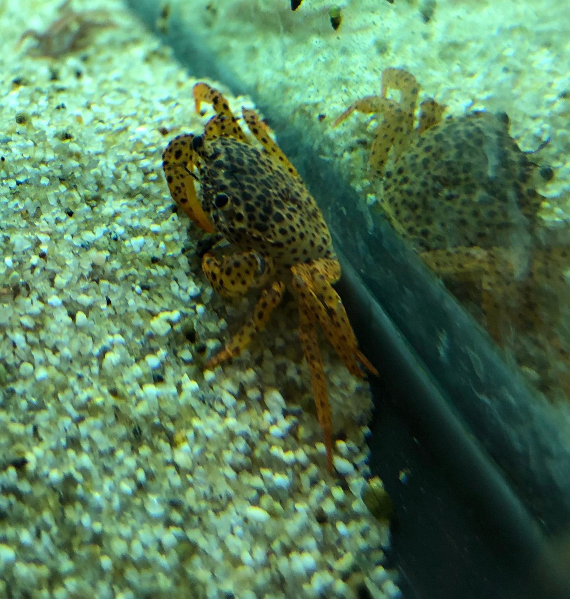 Panther Crab