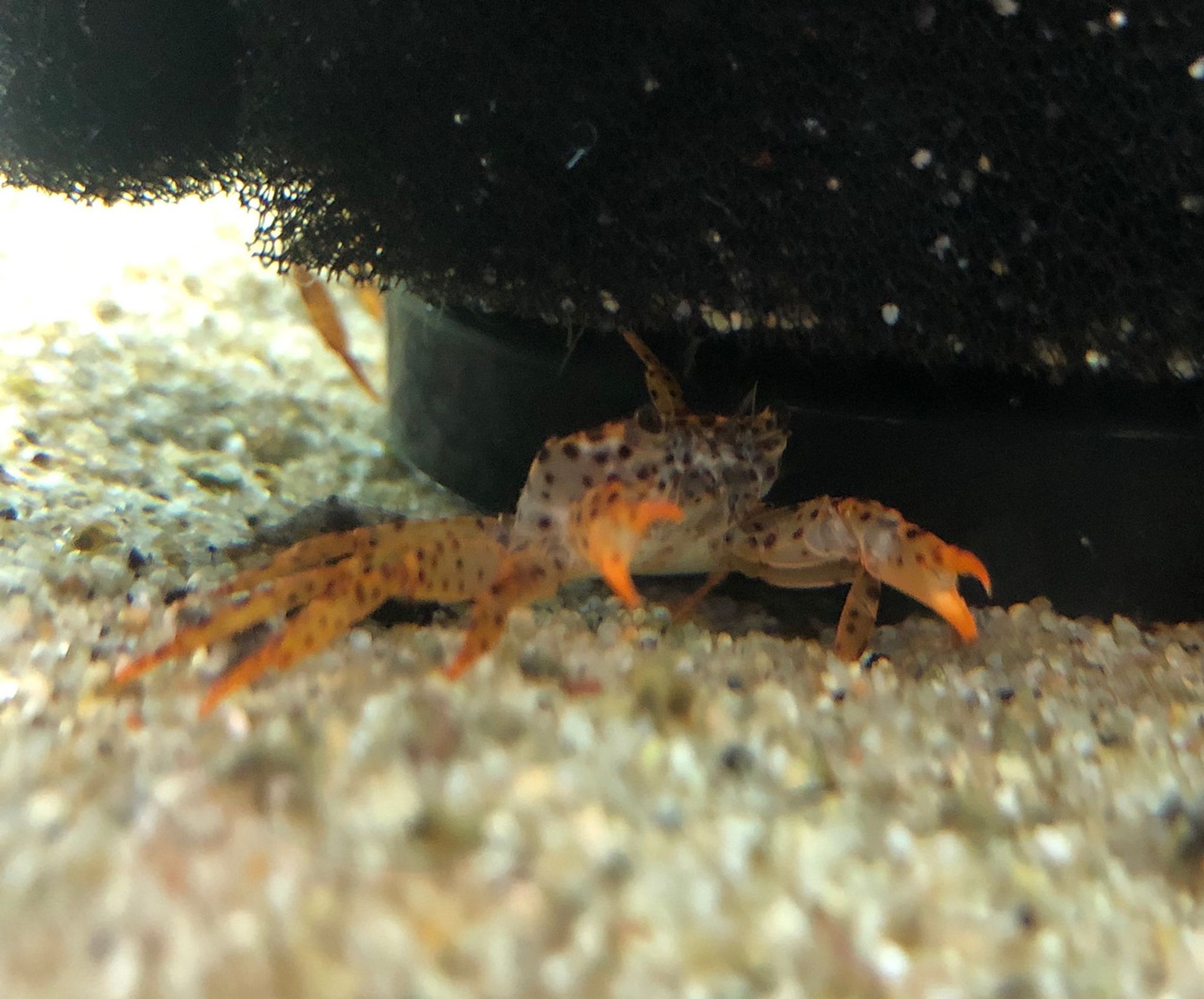 Panther Crab