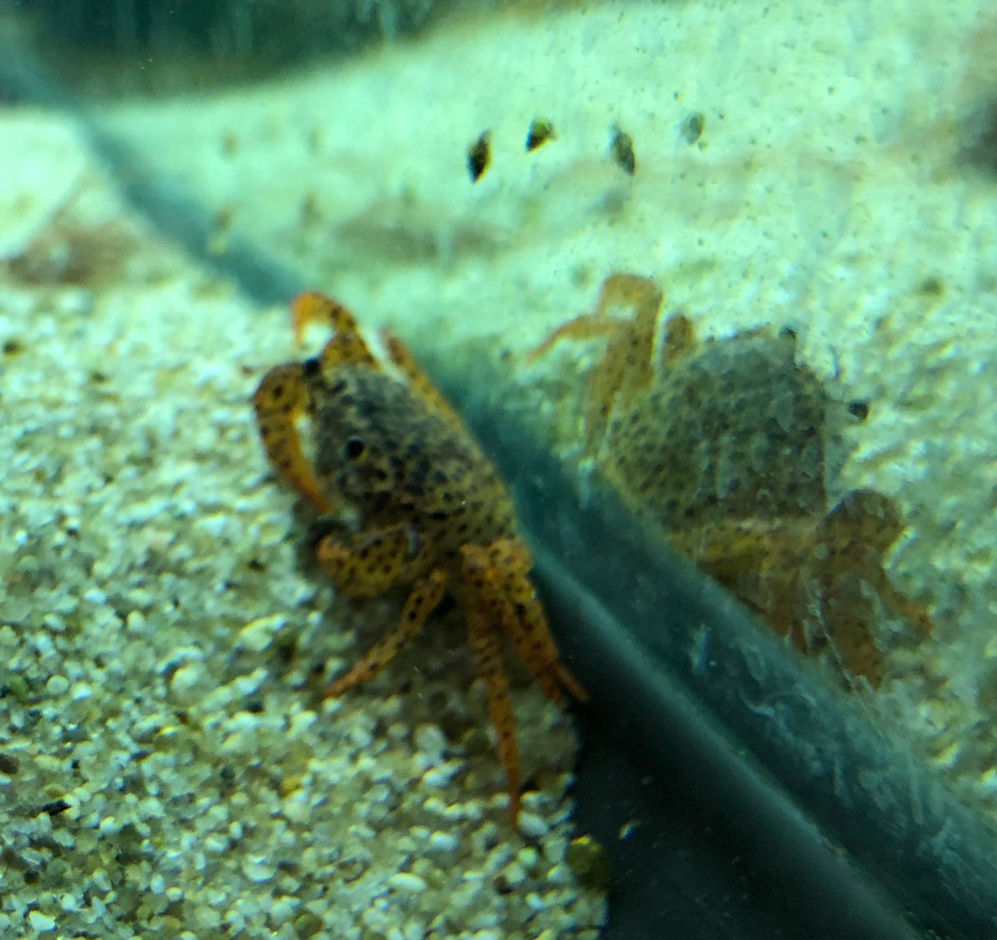 Panther Crab