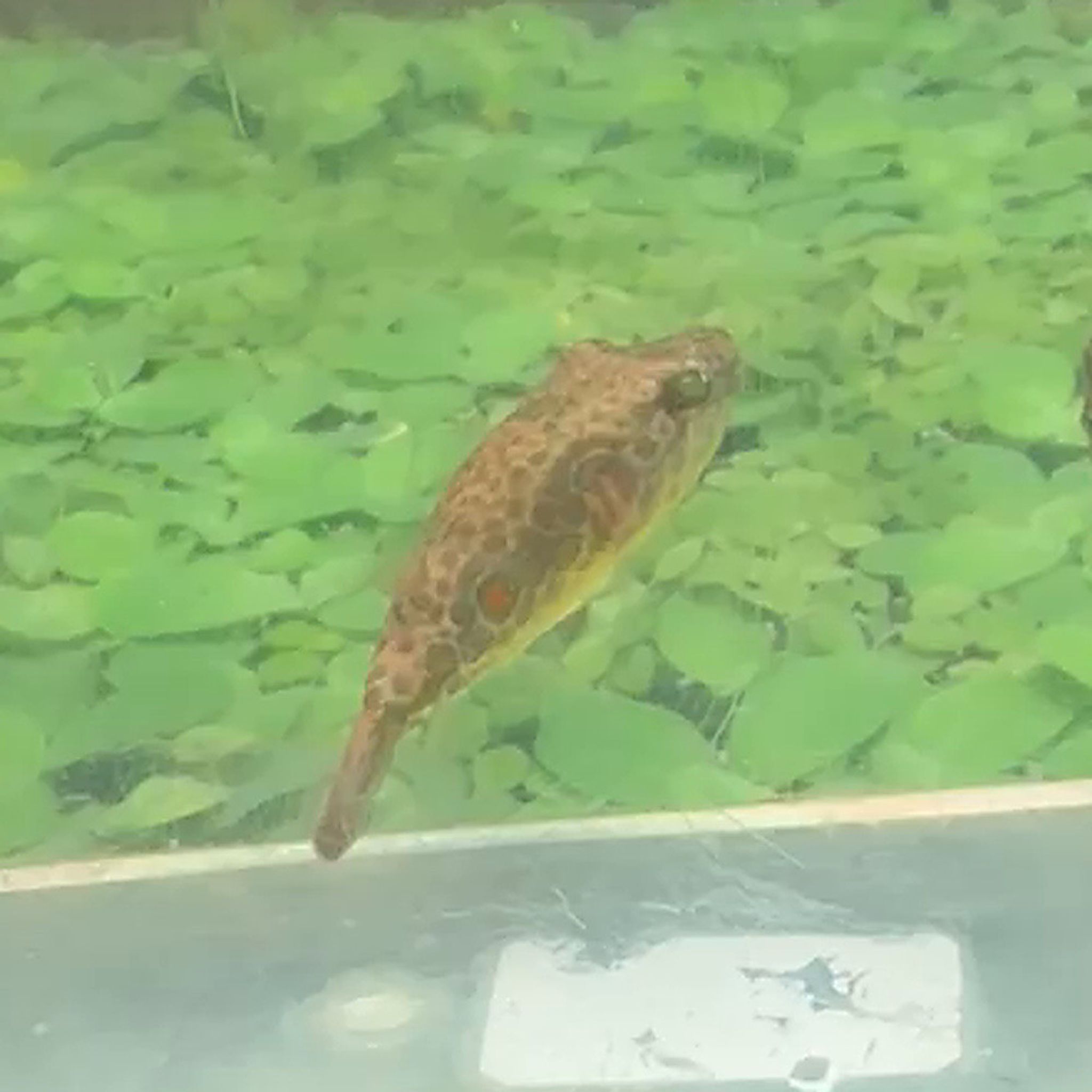 Pao Abei Puffer (Red Spot Puffer)
