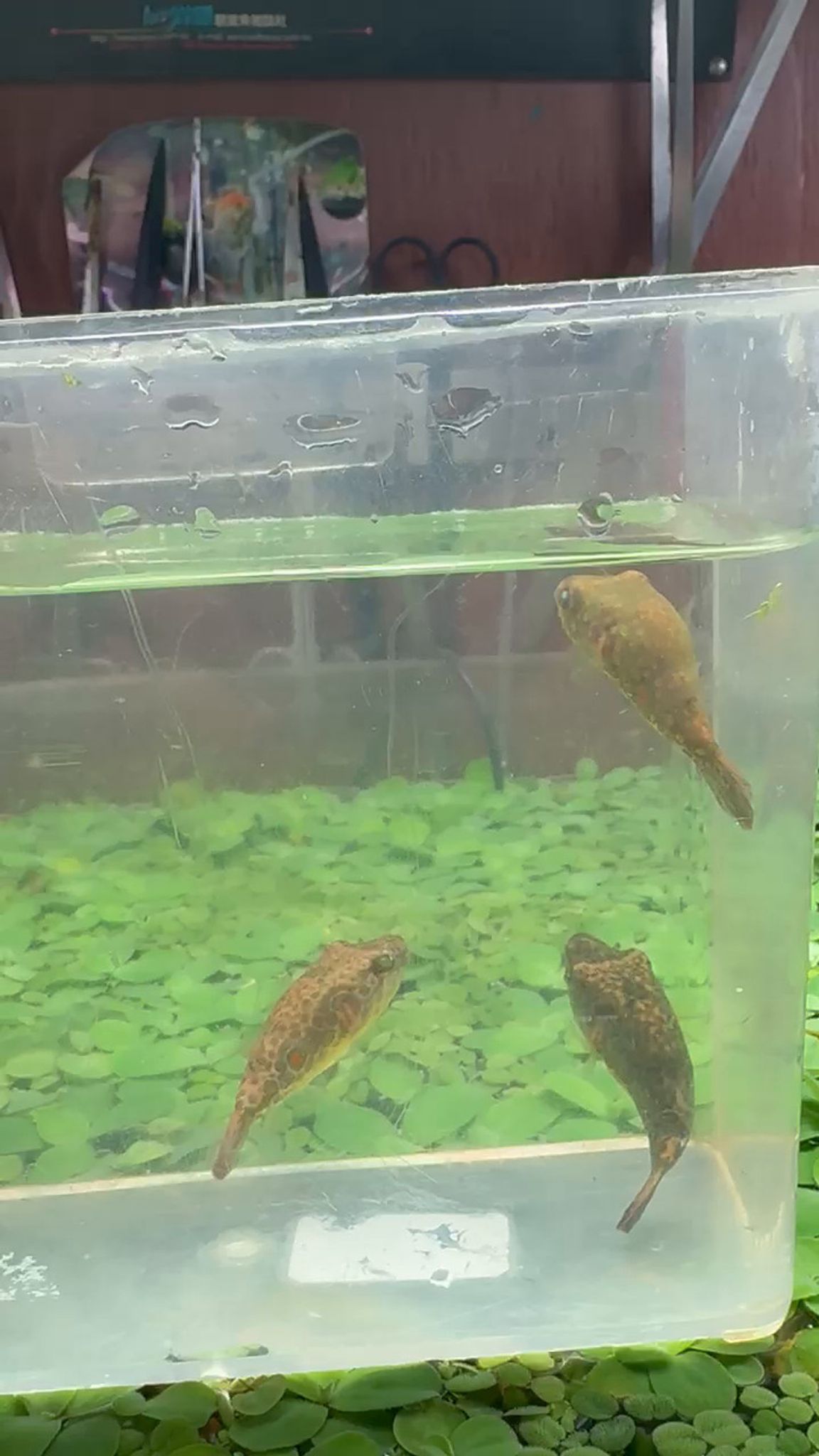 Pao Abei Puffer (Red Spot Puffer)
