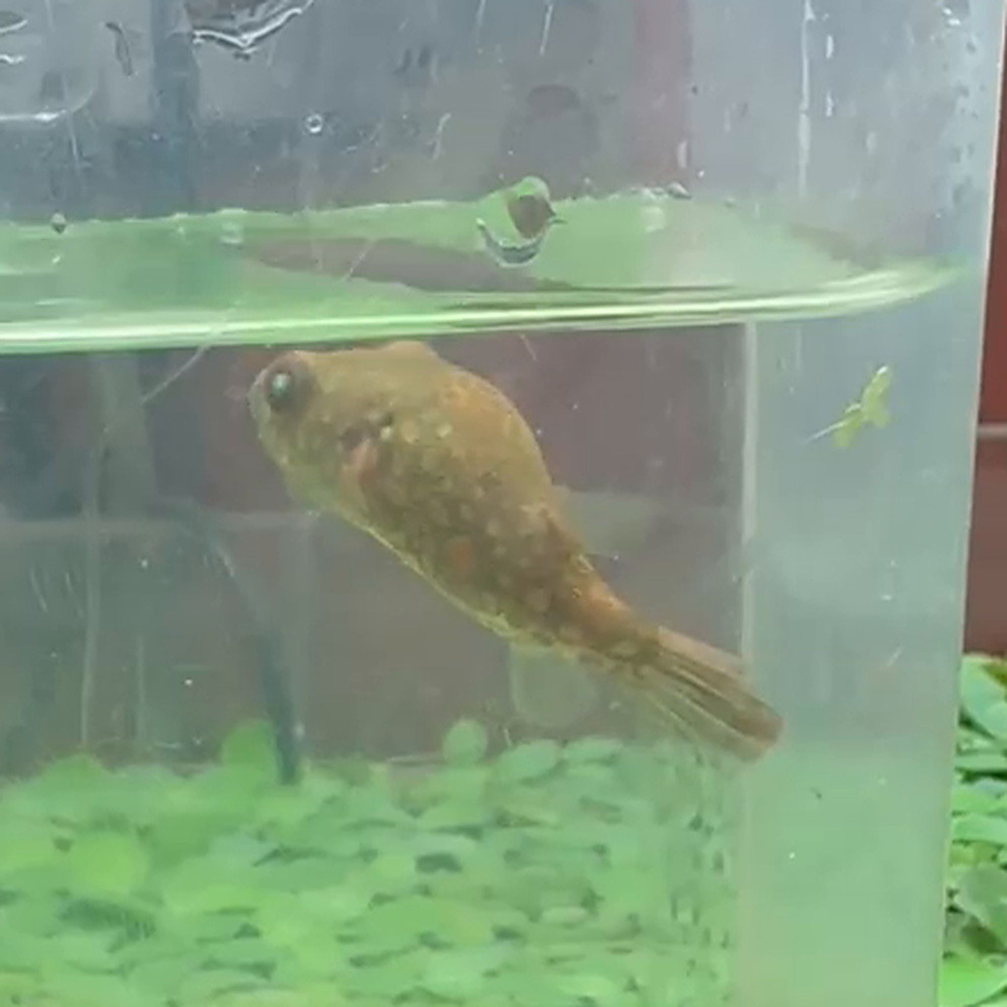 Pao Abei Puffer (Red Spot Puffer)