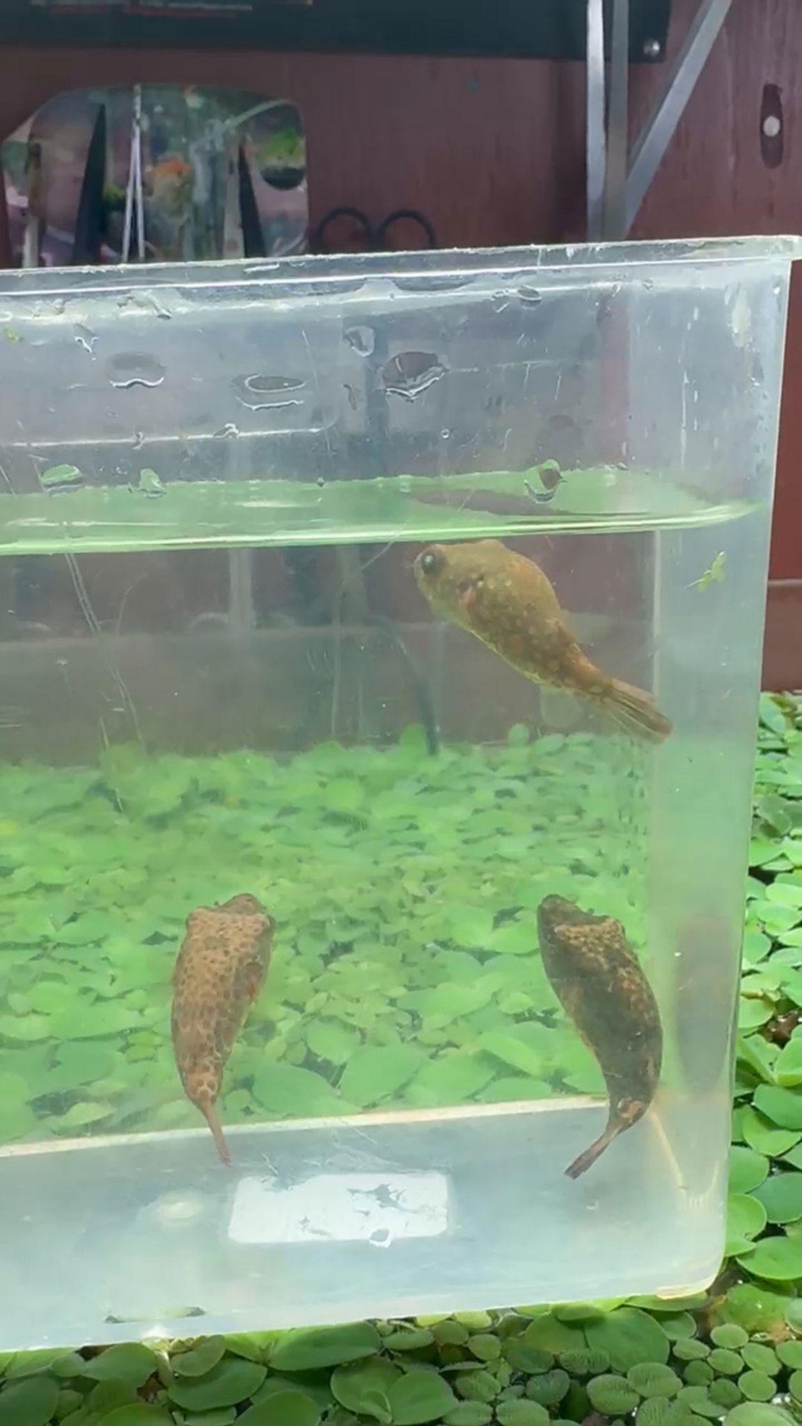 Pao Abei Puffer (Red Spot Puffer)