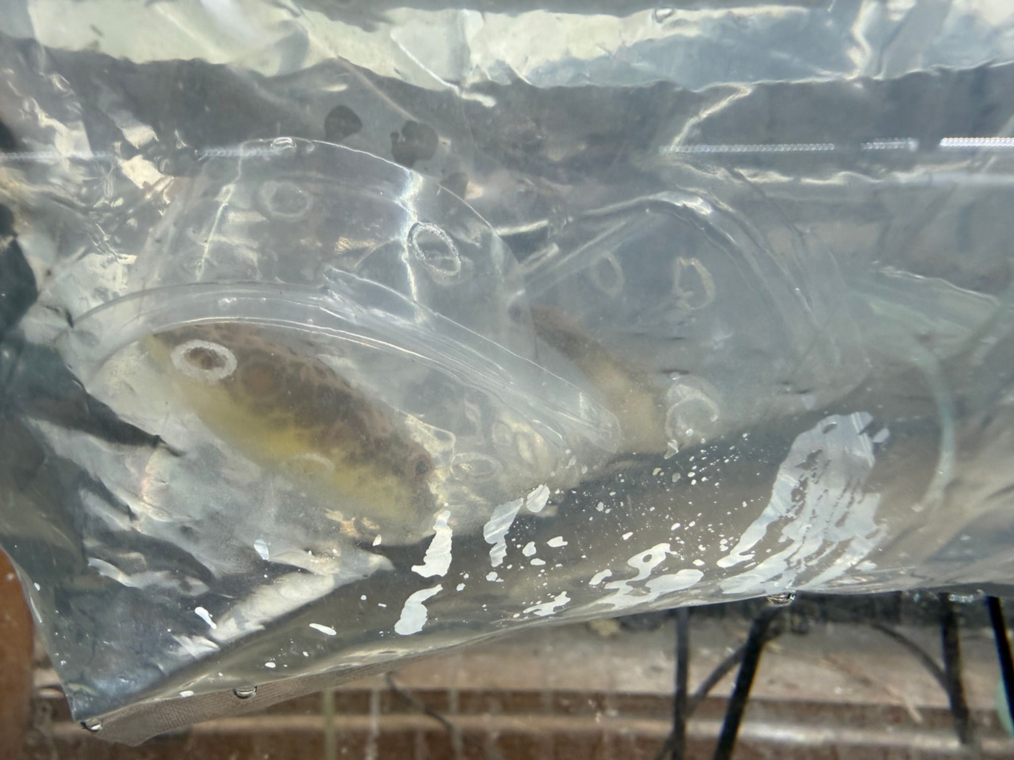 Pao Abei Puffer (Red Spot Puffer)