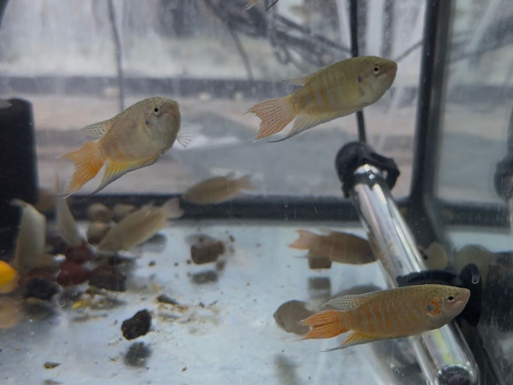Paradise Fish - Macropodus opercularis