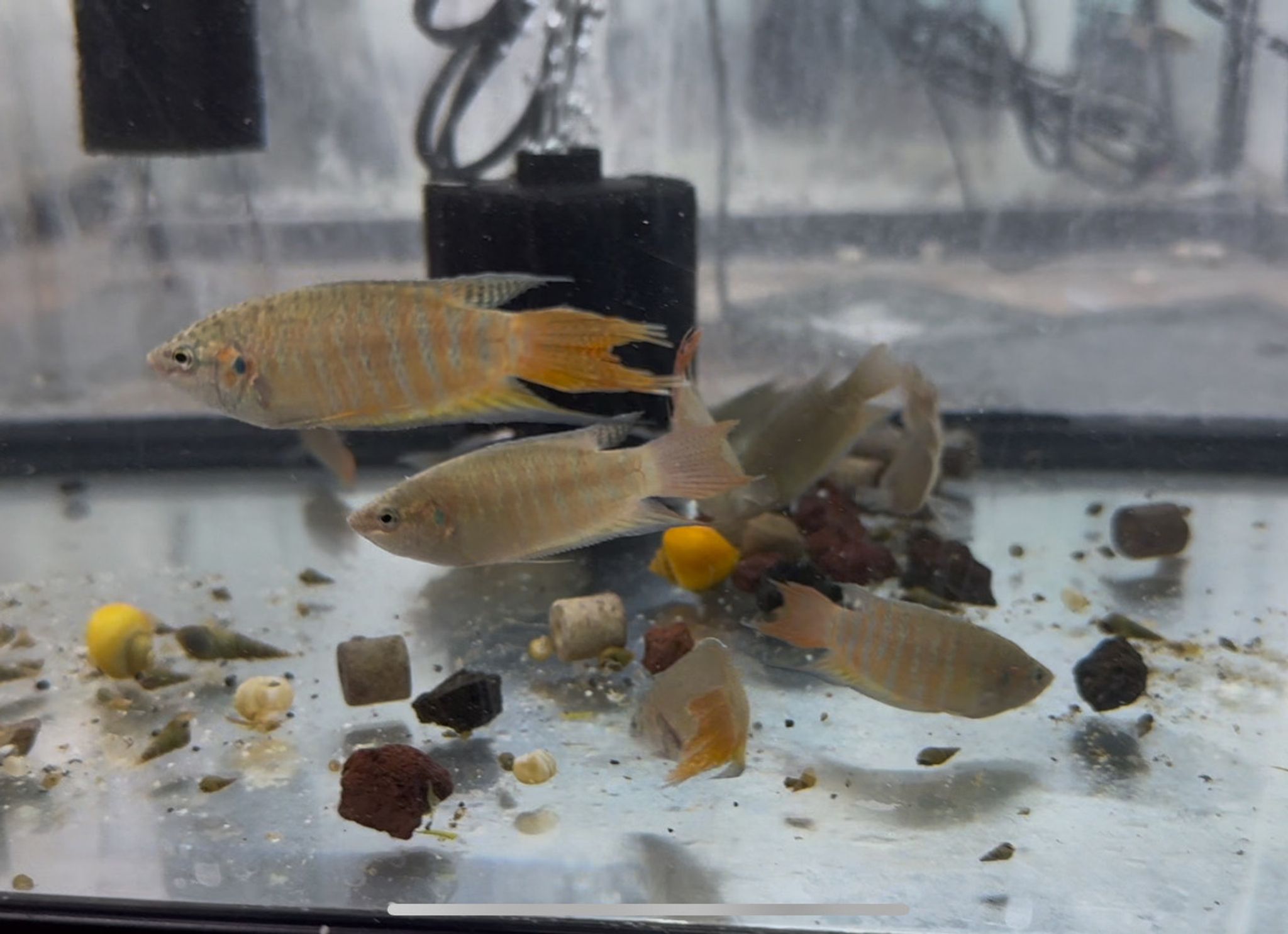 Paradise Fish - Macropodus opercularis