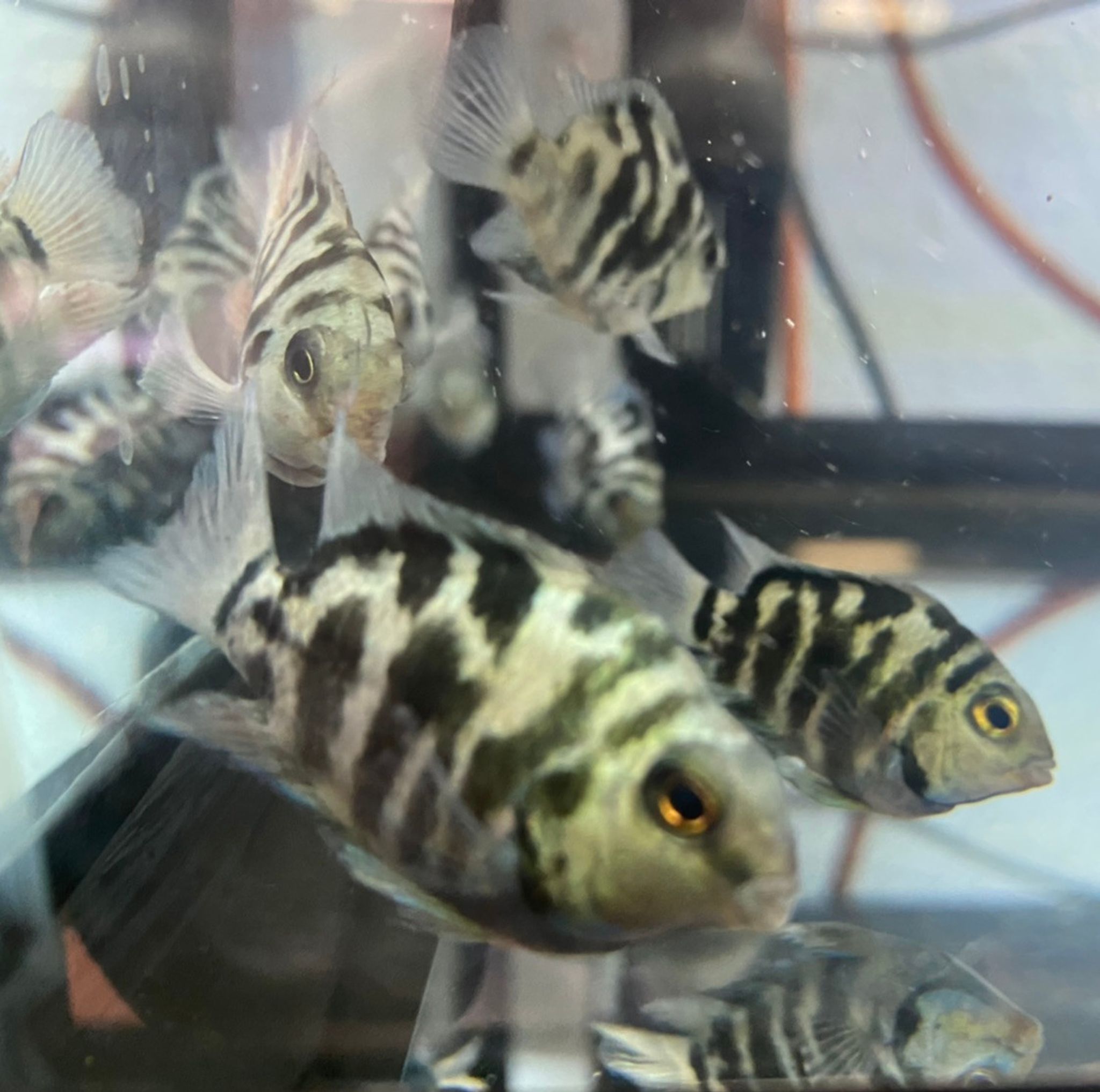 Parrot Polar Blue Convict Hybrid Cichlid