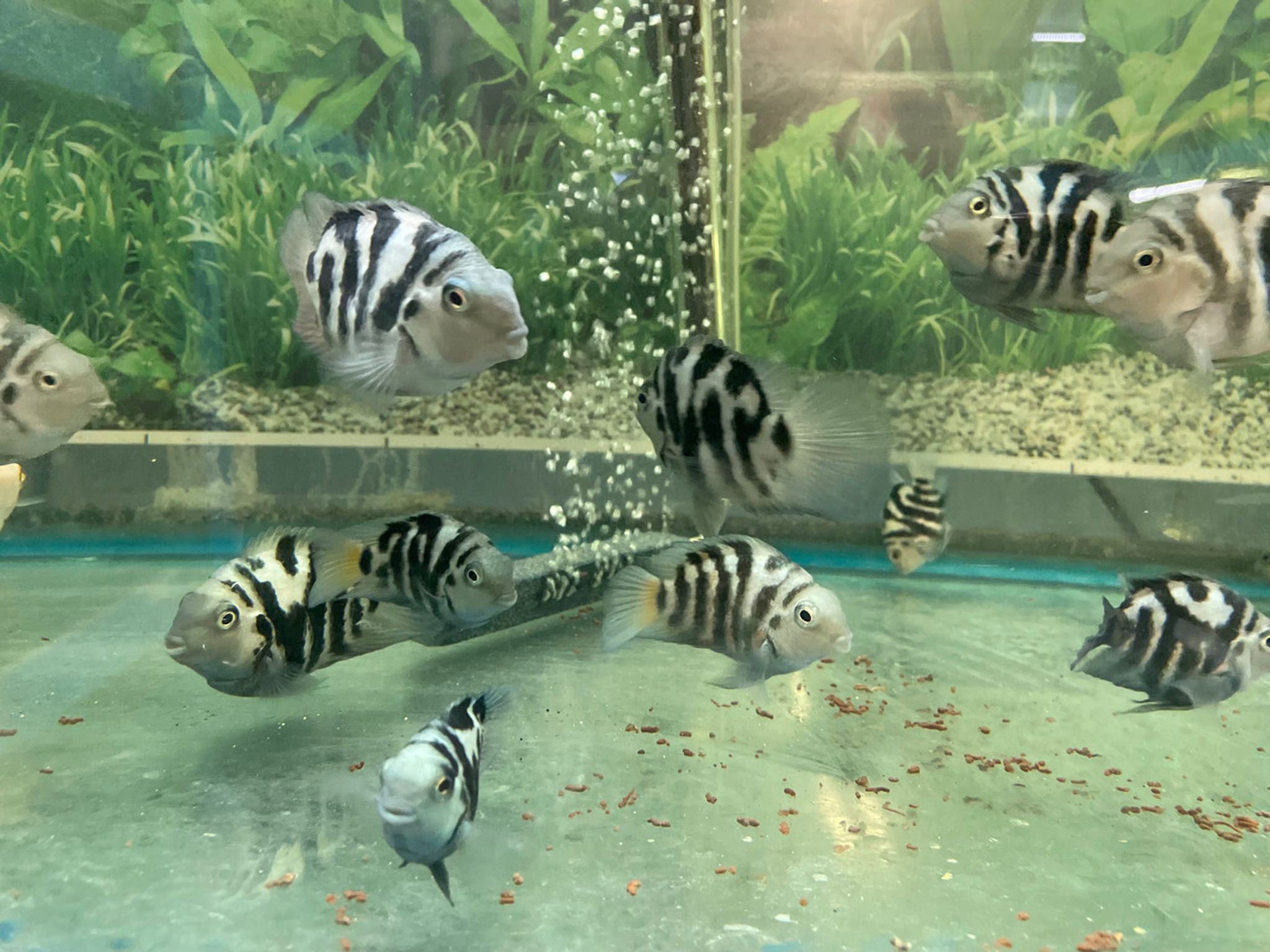 Parrot Polar Blue Convict Hybrid Cichlid