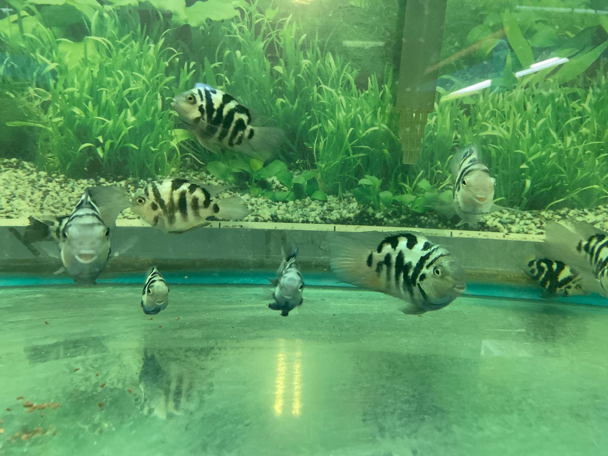 Parrot Polar Blue Convict Hybrid Cichlid